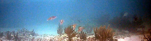 Barely visible squid