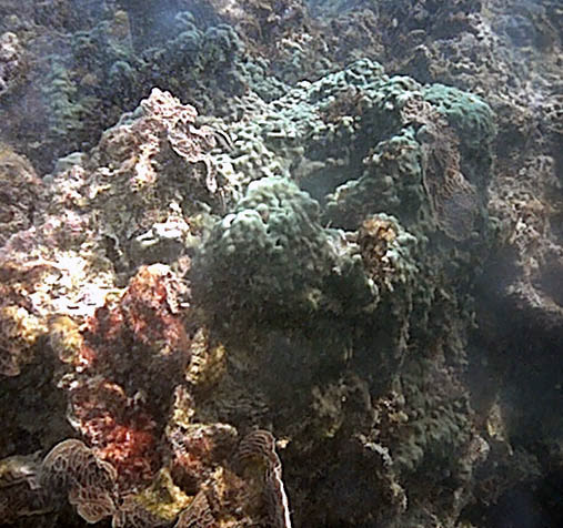 What is this? Resolution may be too low to tell.