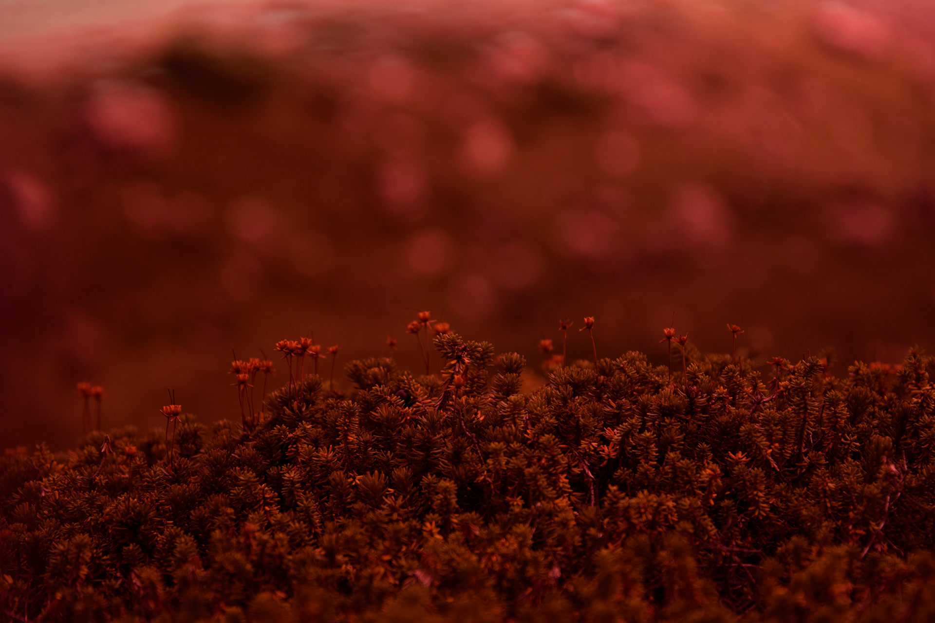 "REVELATION THROUGH ABSTRACTION", Soni Geers Degorce, Lou Besson et Noémie Joannon-Navier (2023)