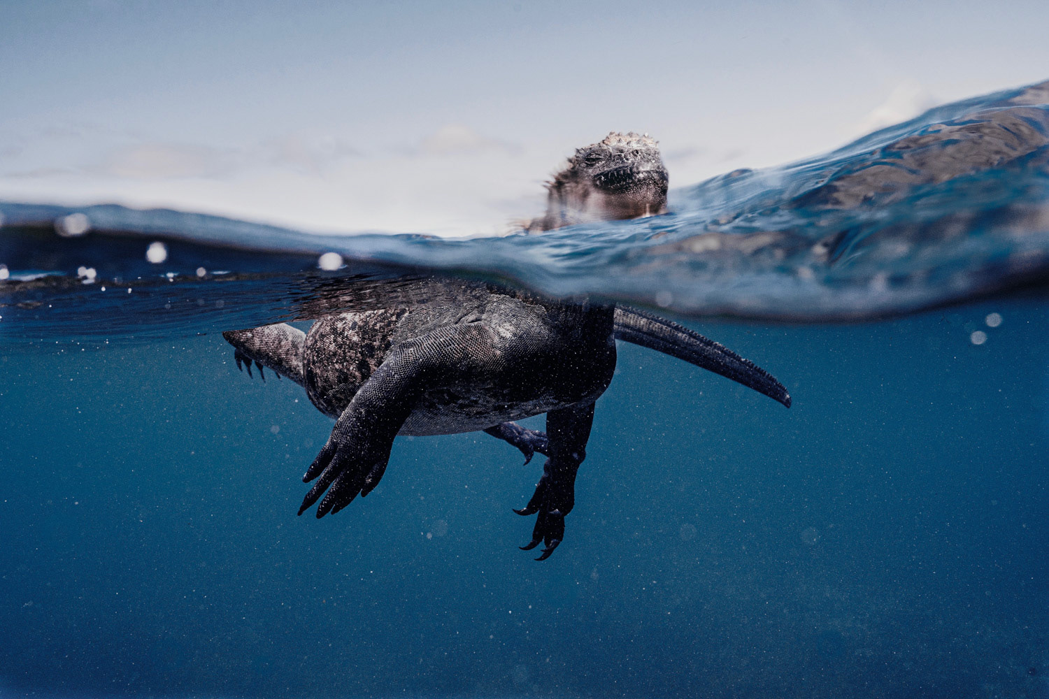 Galapagos marine Iguana photo by Joshua Vela Fonseca