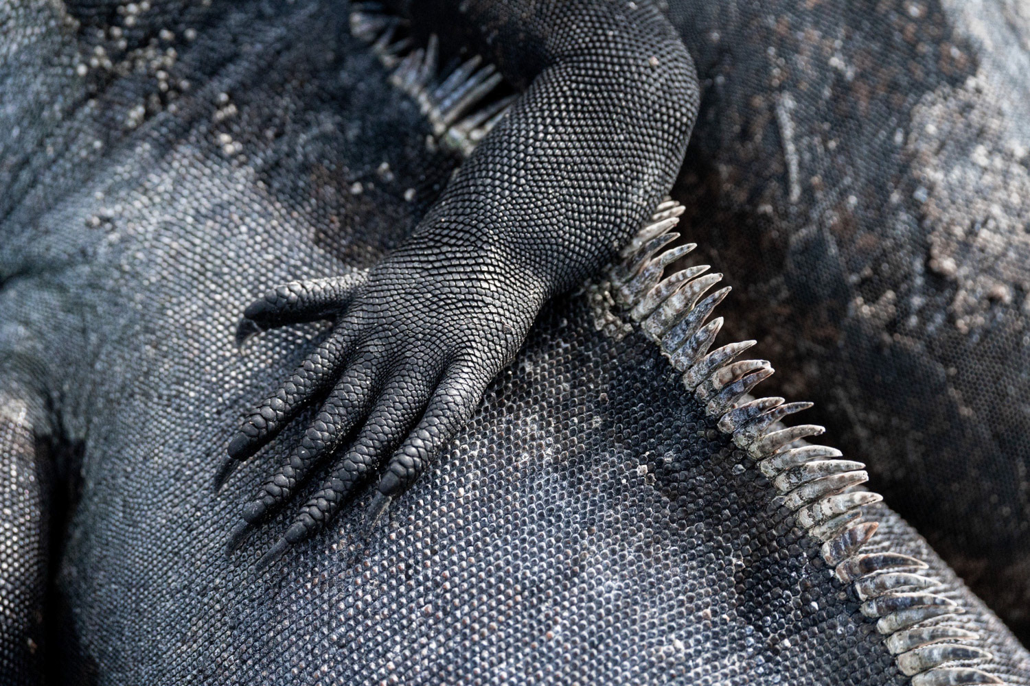 Galapagos Marine Iguana photo by Joshua Vela Fonseca