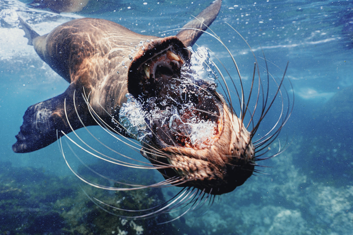 Galapagos Sea Lion photo by Joshua Vela Fonseca