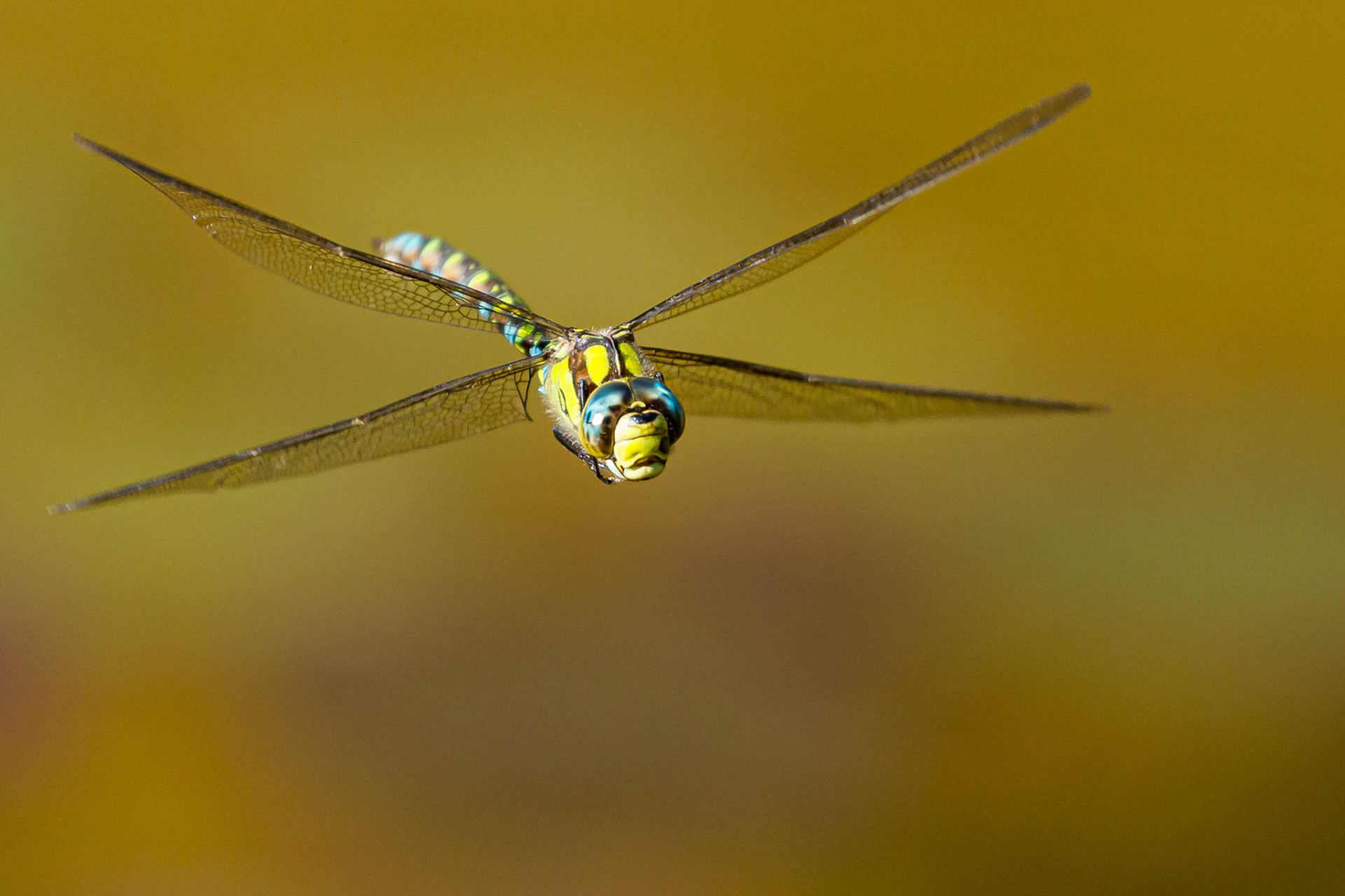 Southern Hawker
