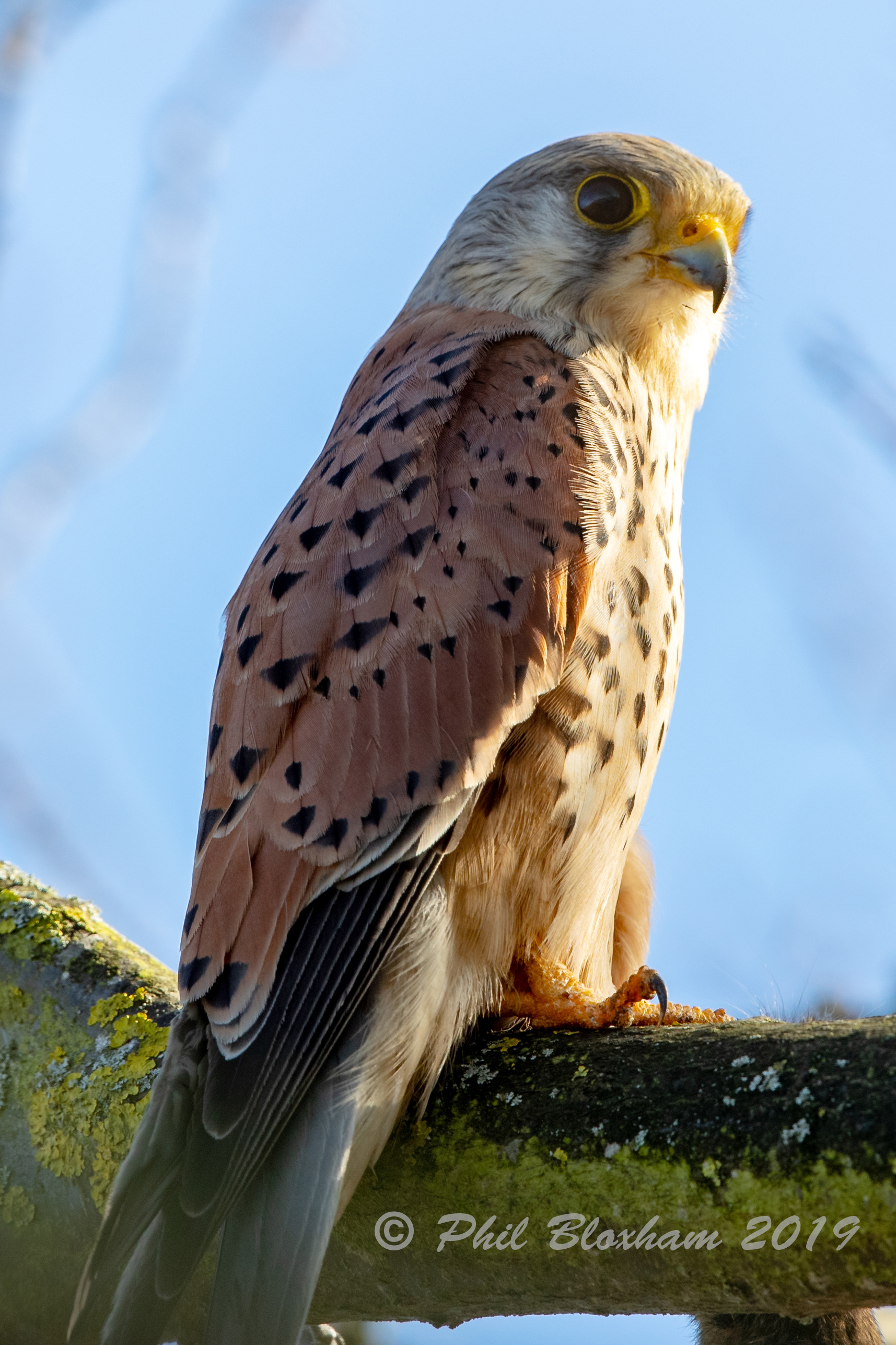 Kestrel