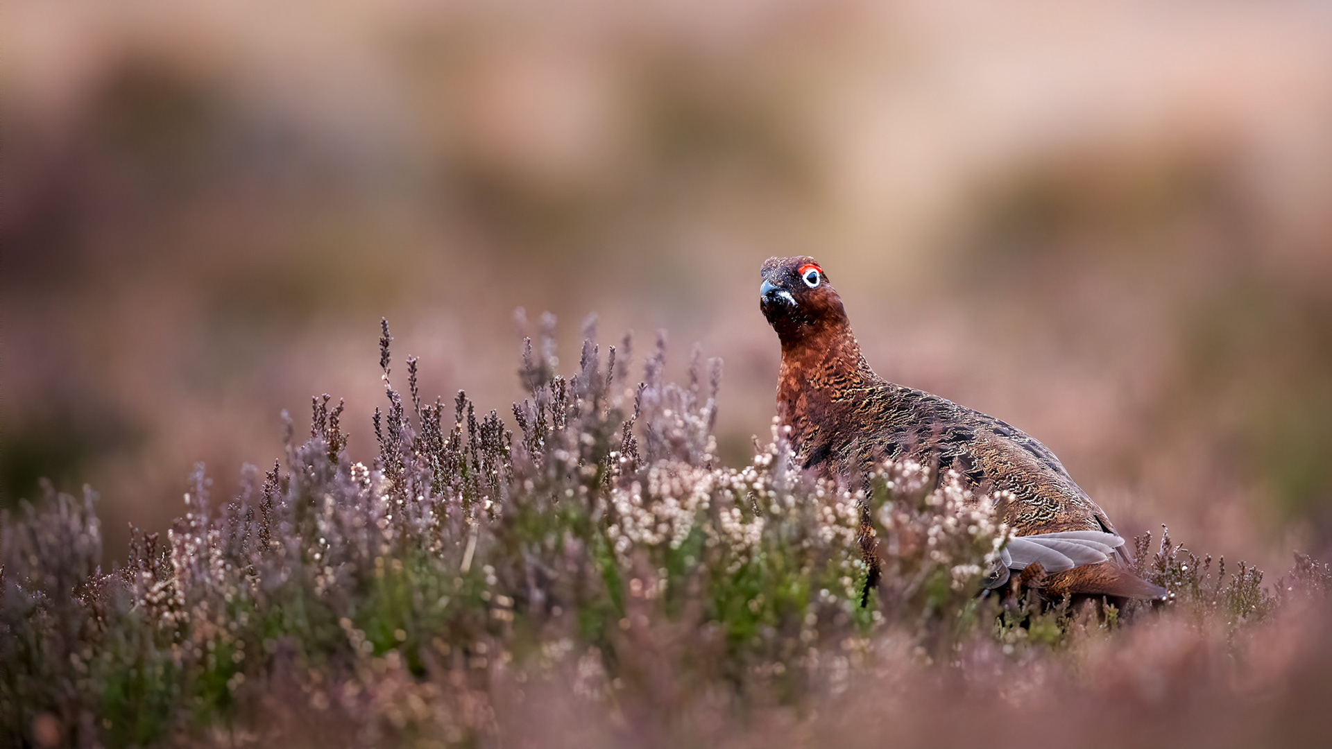 Red Grouse