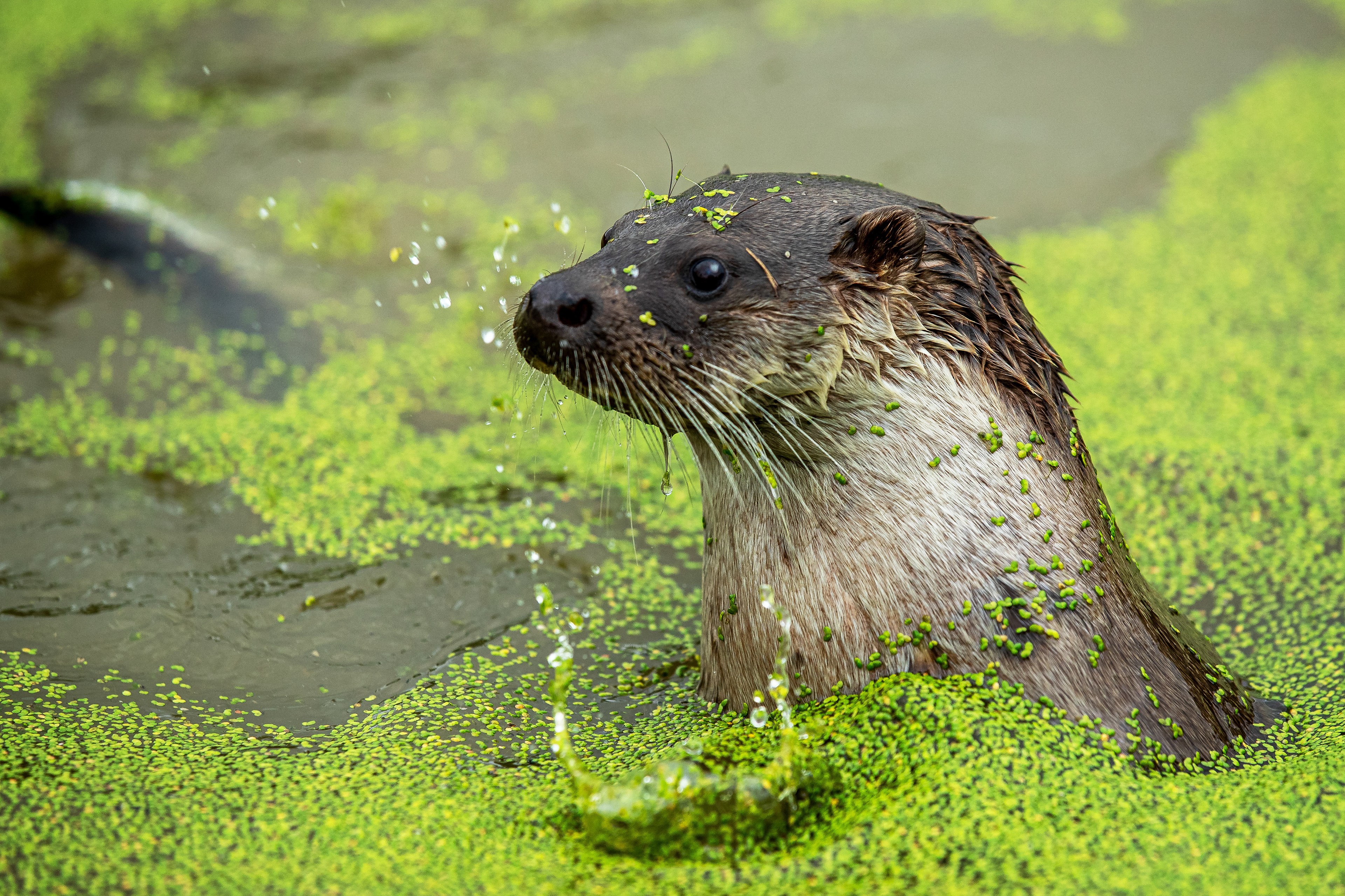 Otter