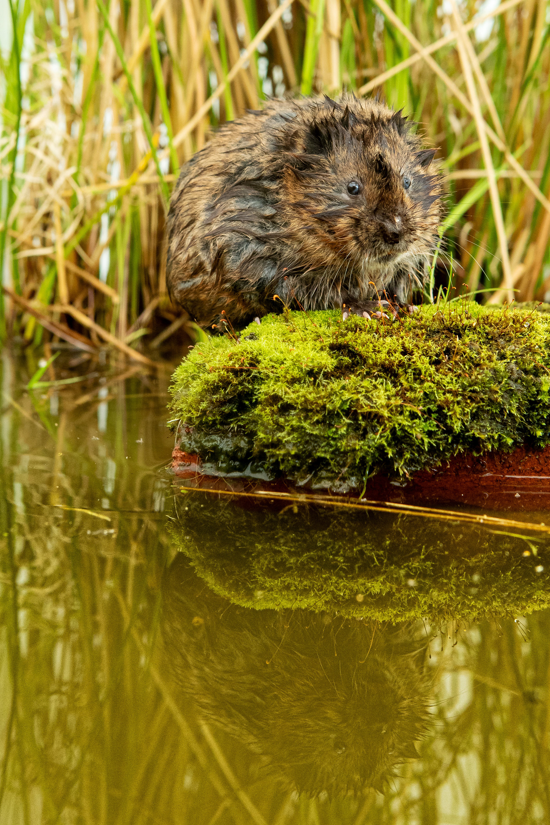 Water Vole