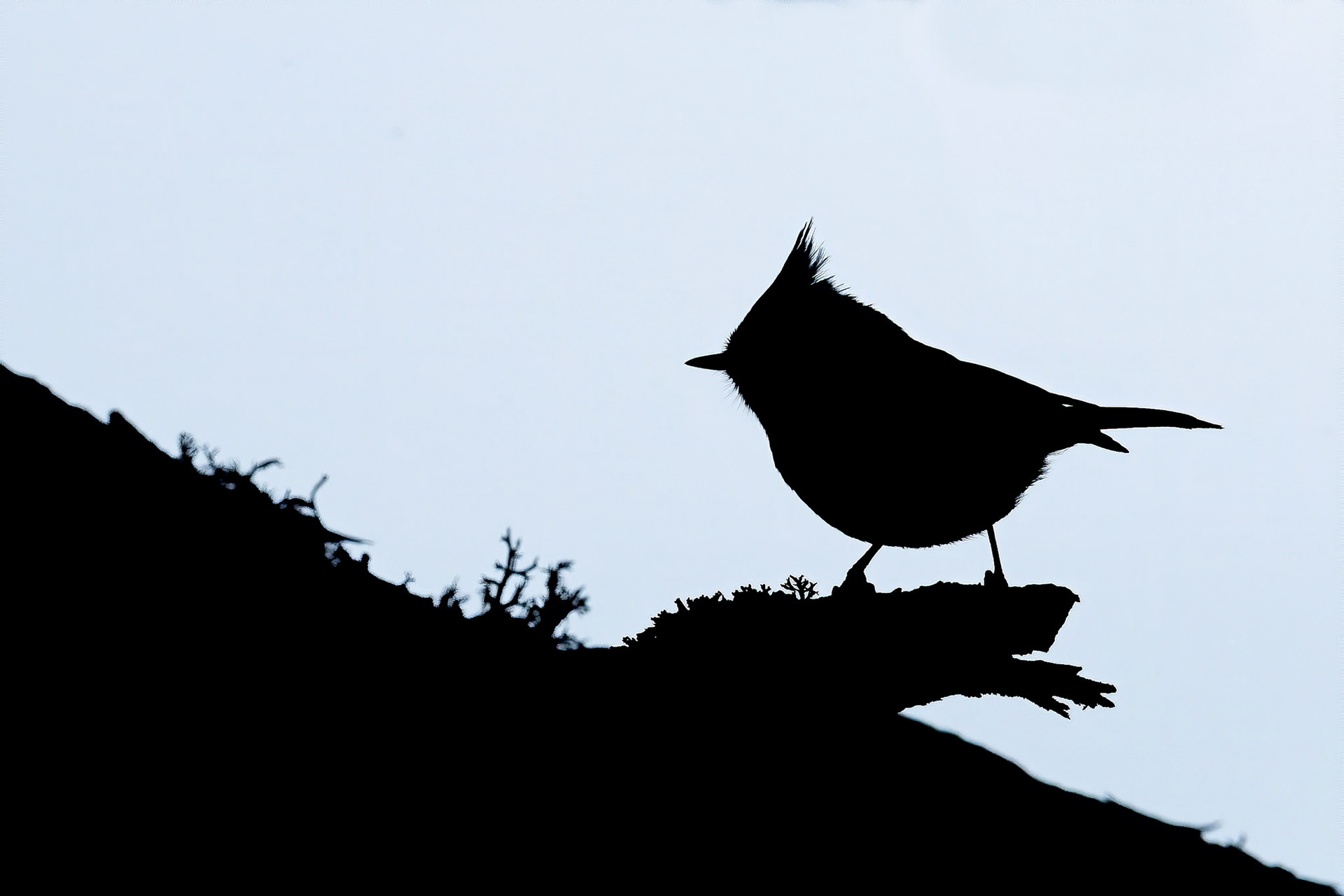 Crested Tit