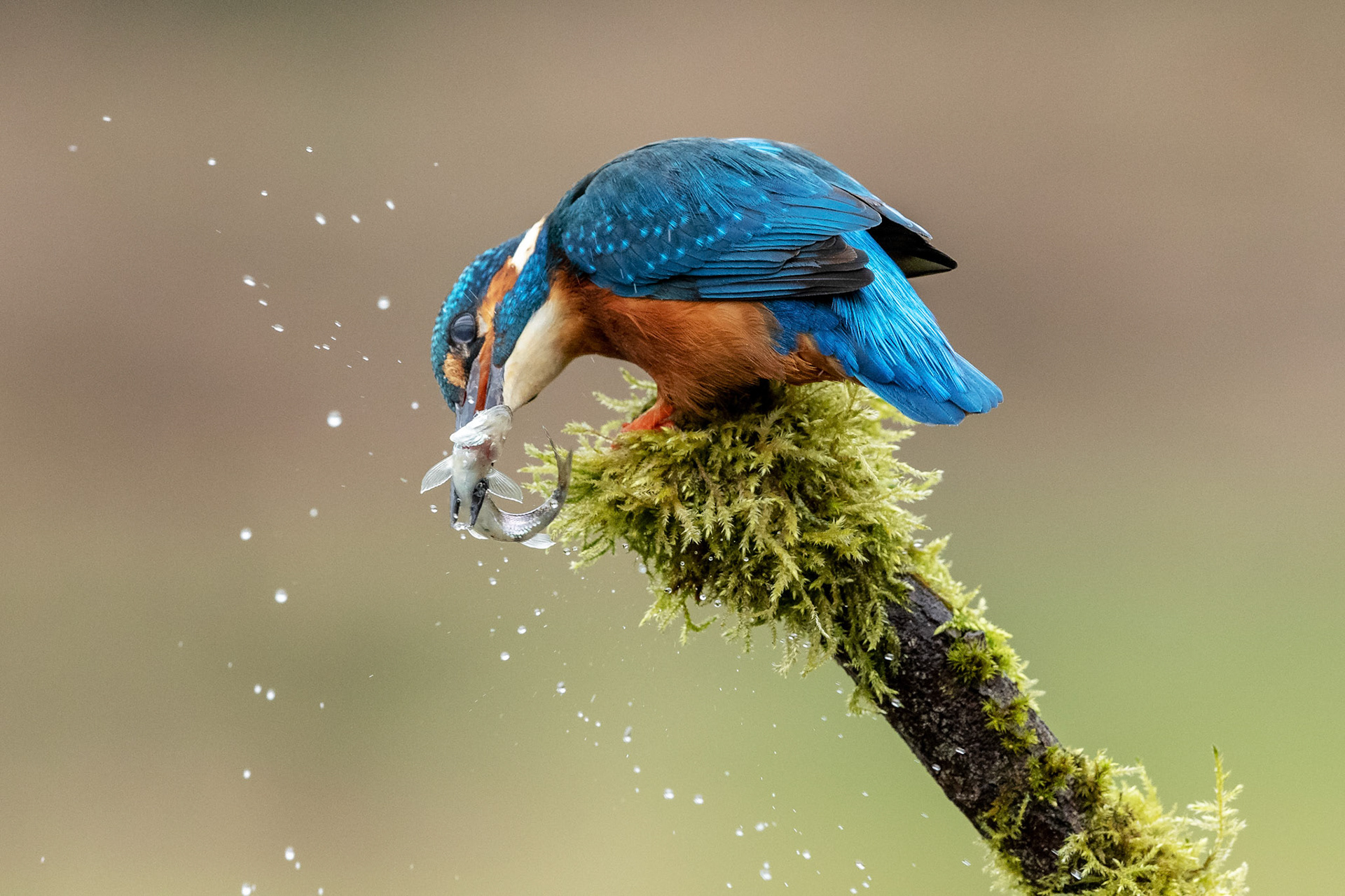 Kingfisher