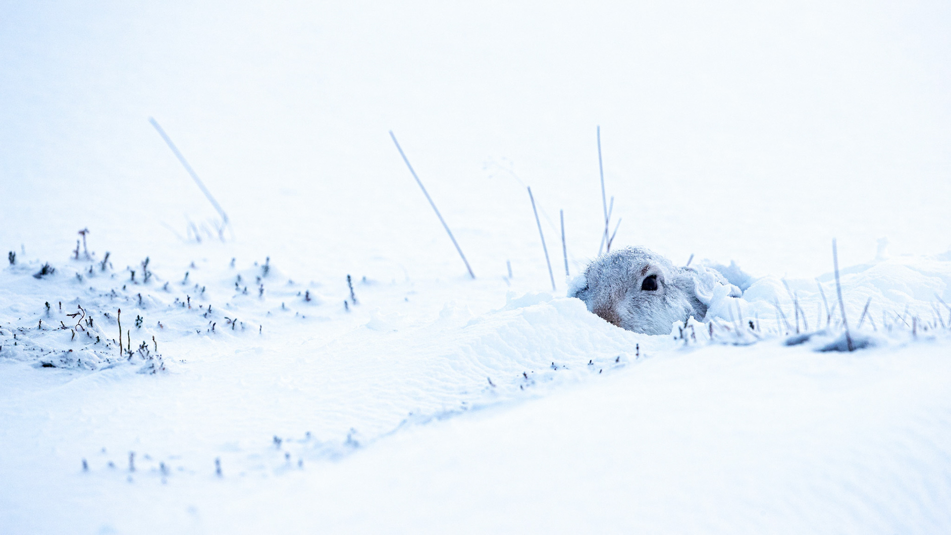 Mountain Hare in the Cairngorms