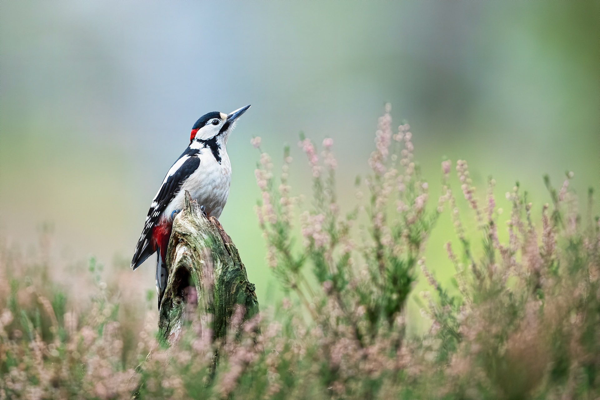 Greater Spotted Woodpecker
