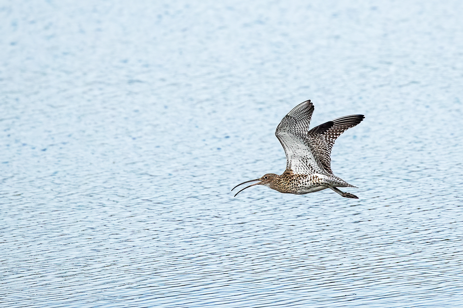 Curlew