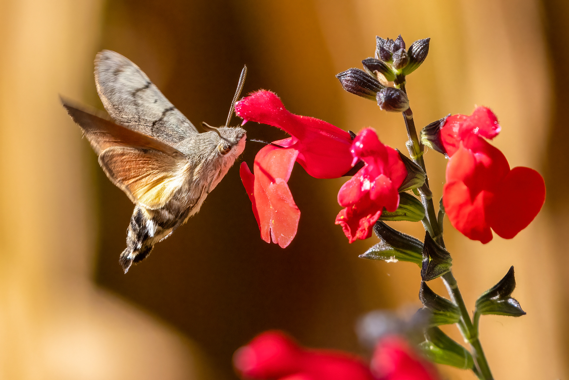 Hummingbird Hawk Moth