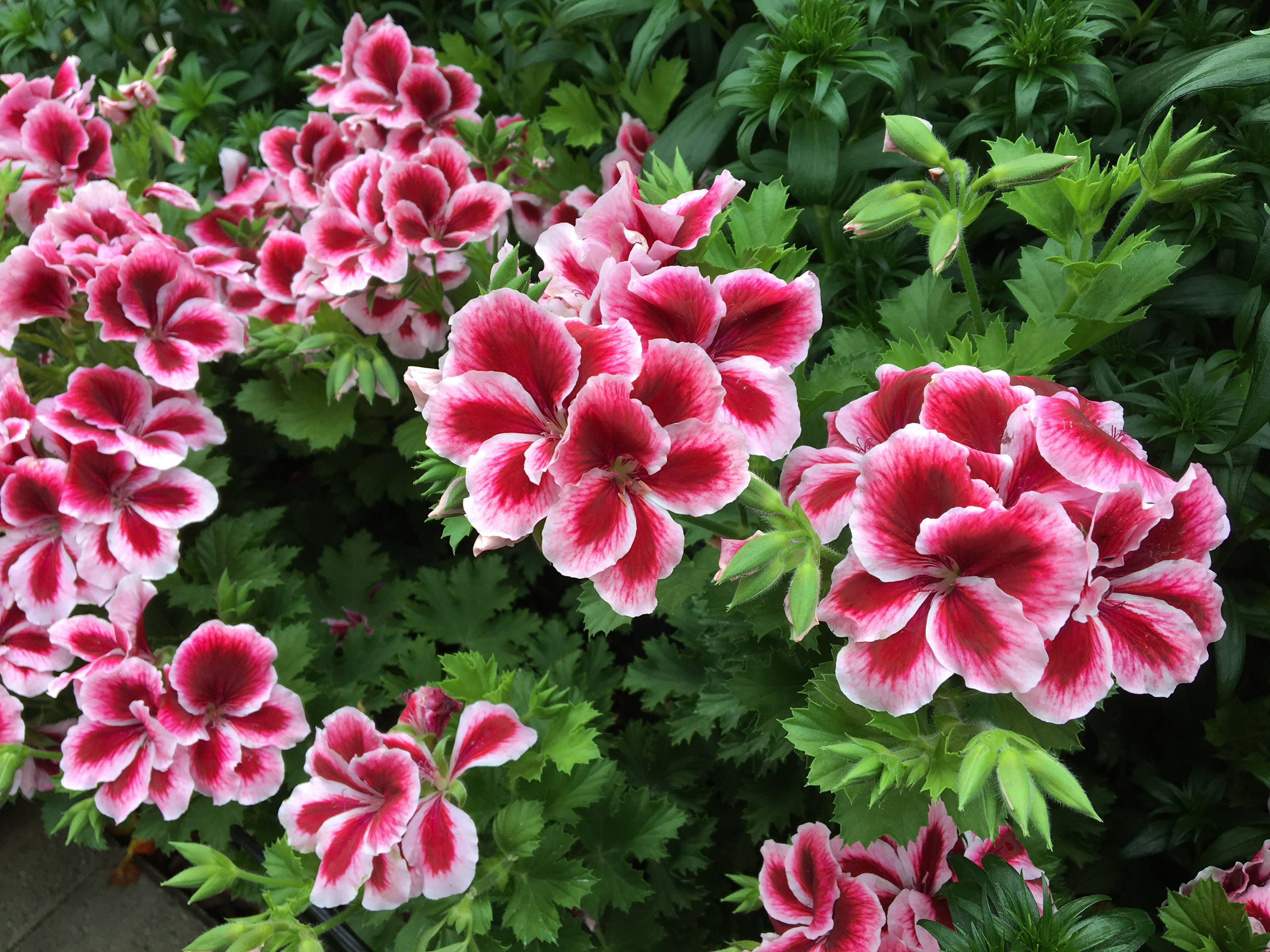 Garfield Park Conservatory, 2018