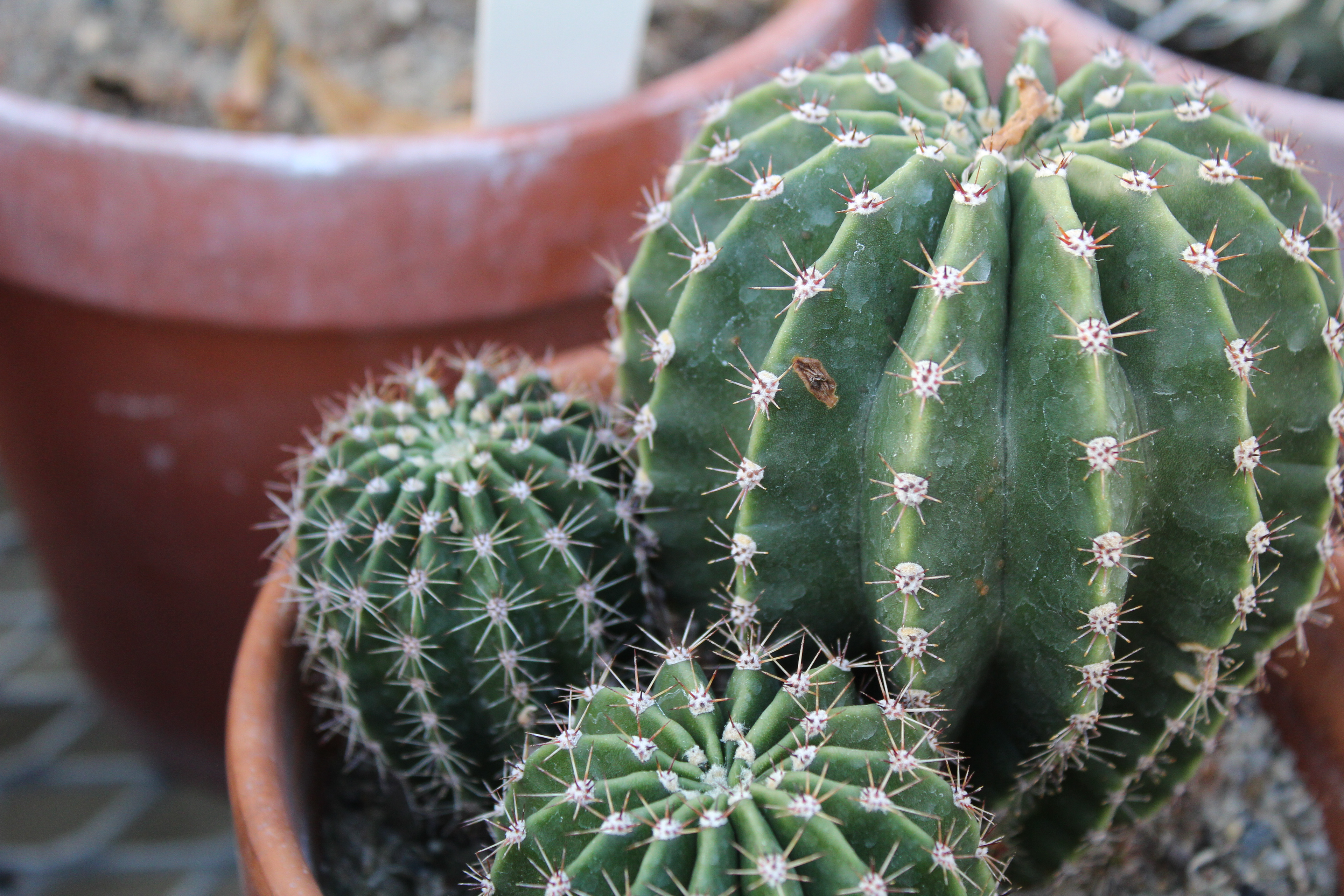 Iowa State University Bessy Hall, 2018