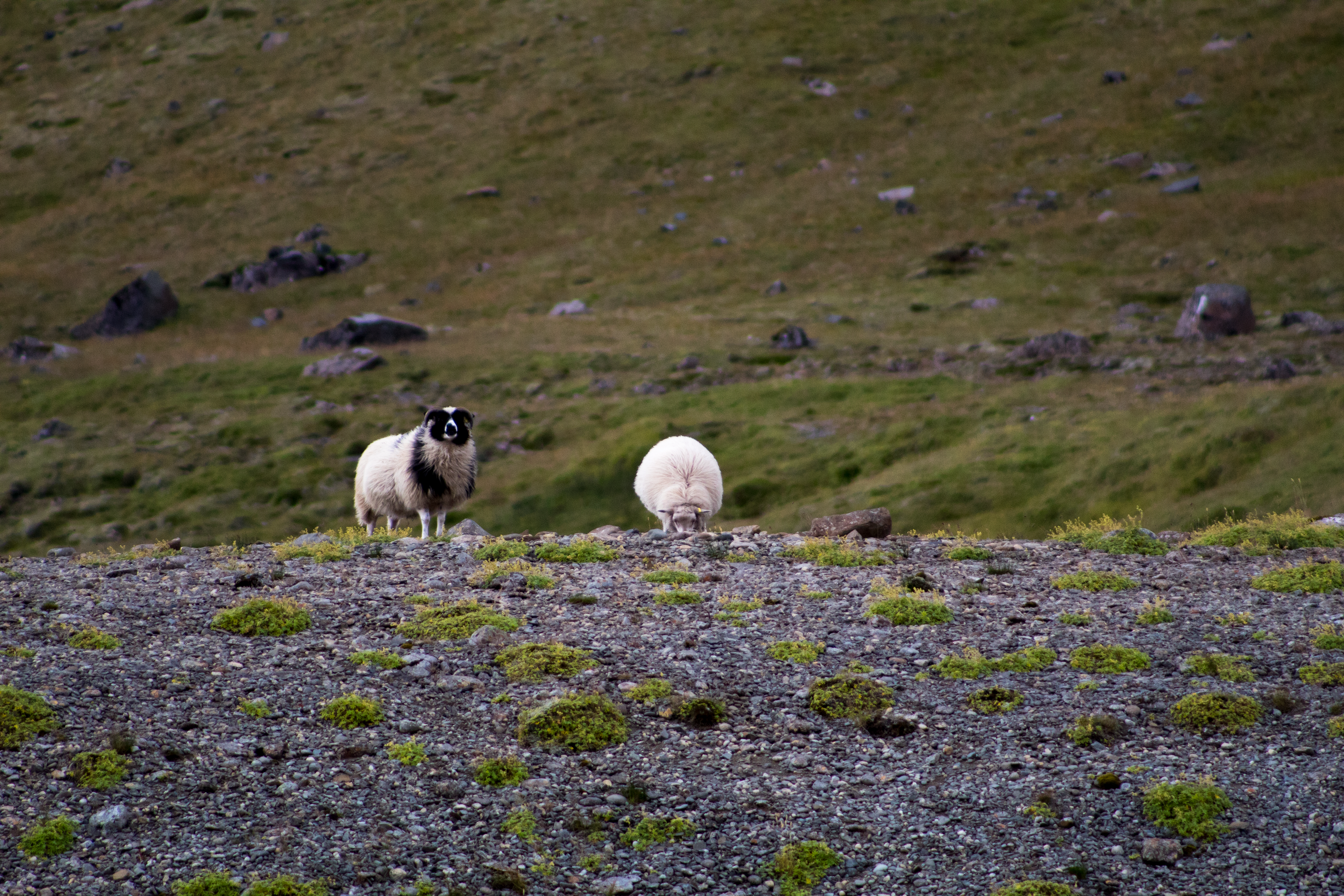 Iceland, 2019