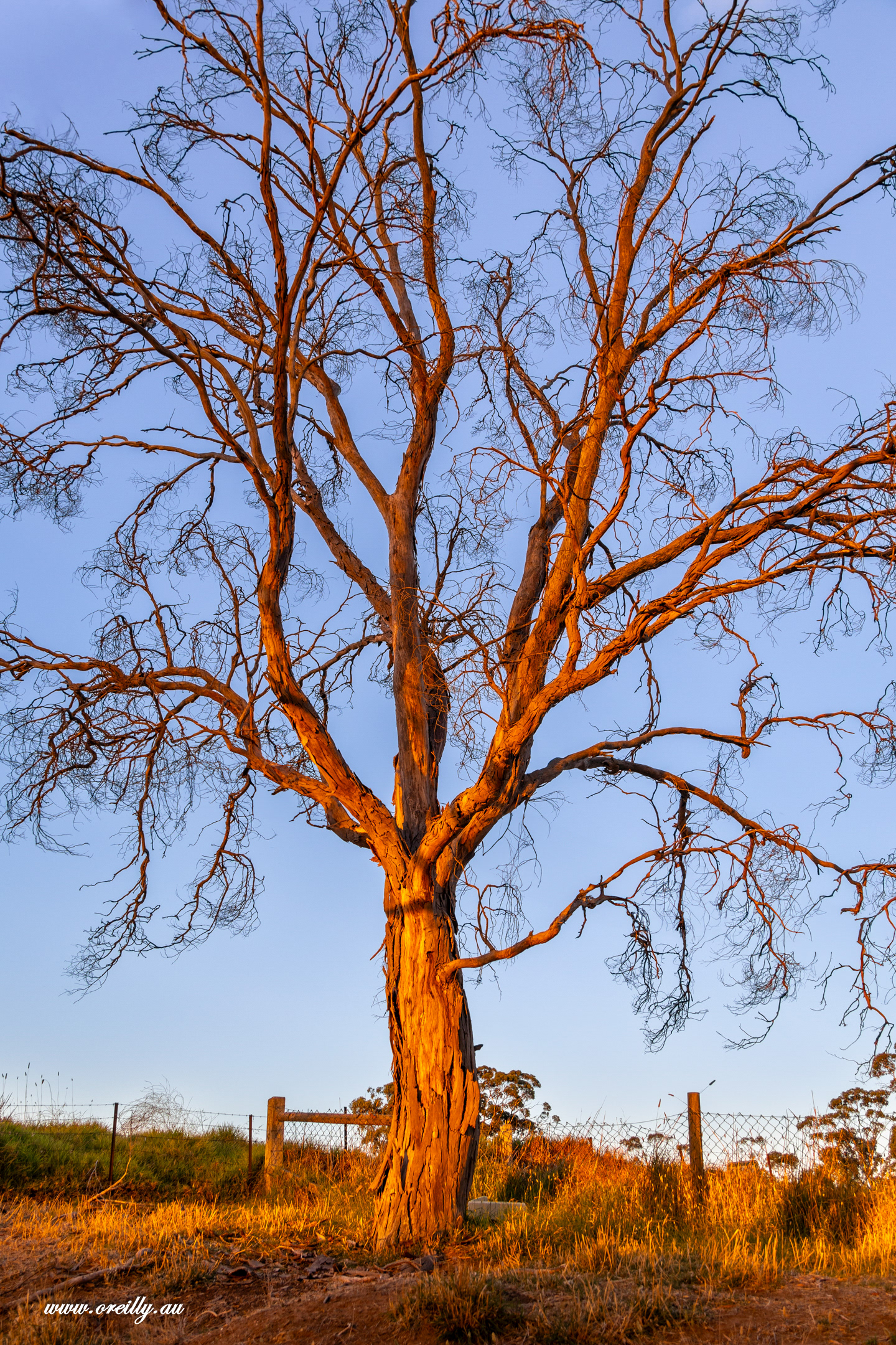 Nuri Sunset tree