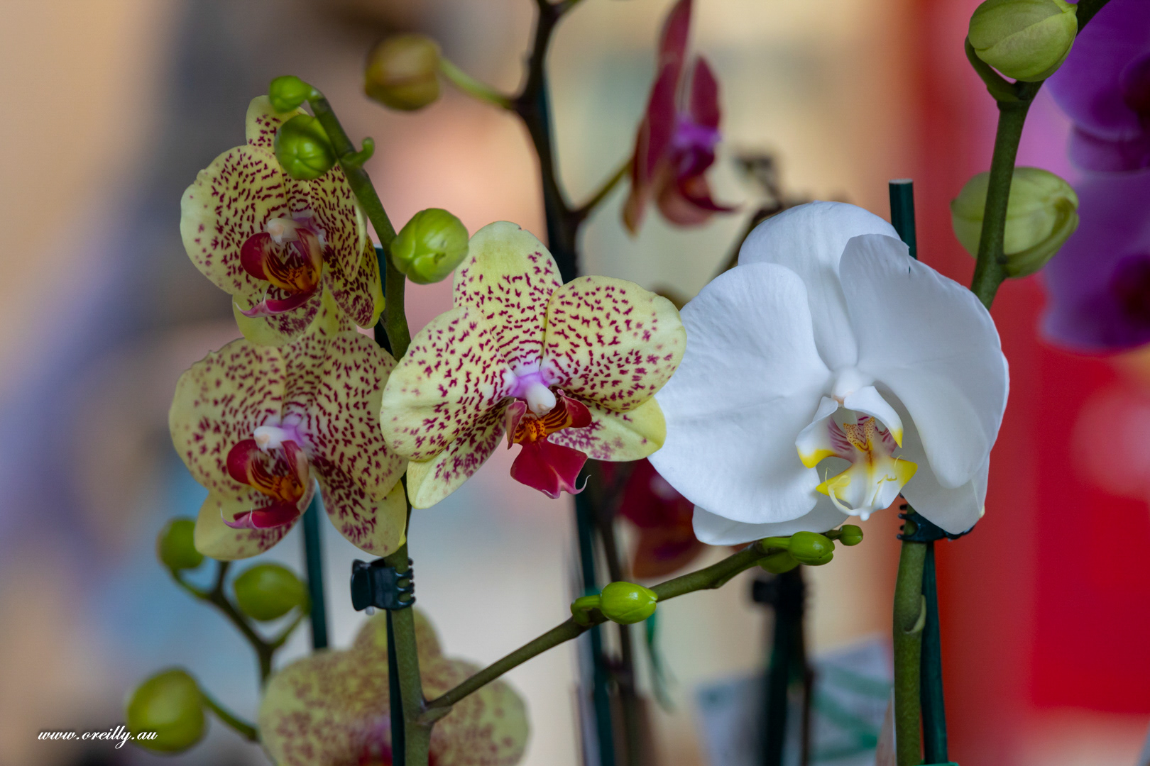 Rundle Orchids