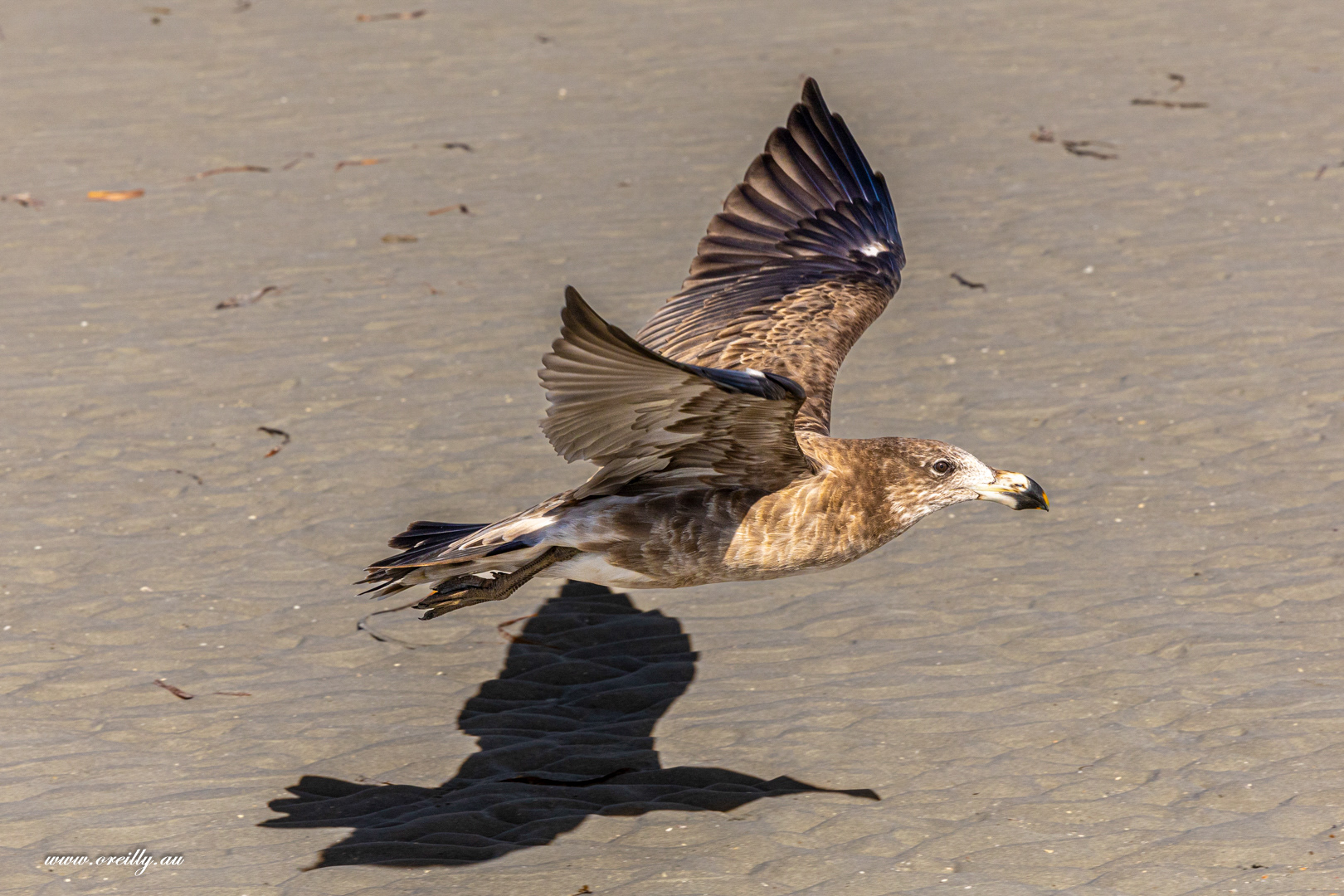 Pacific Gull
