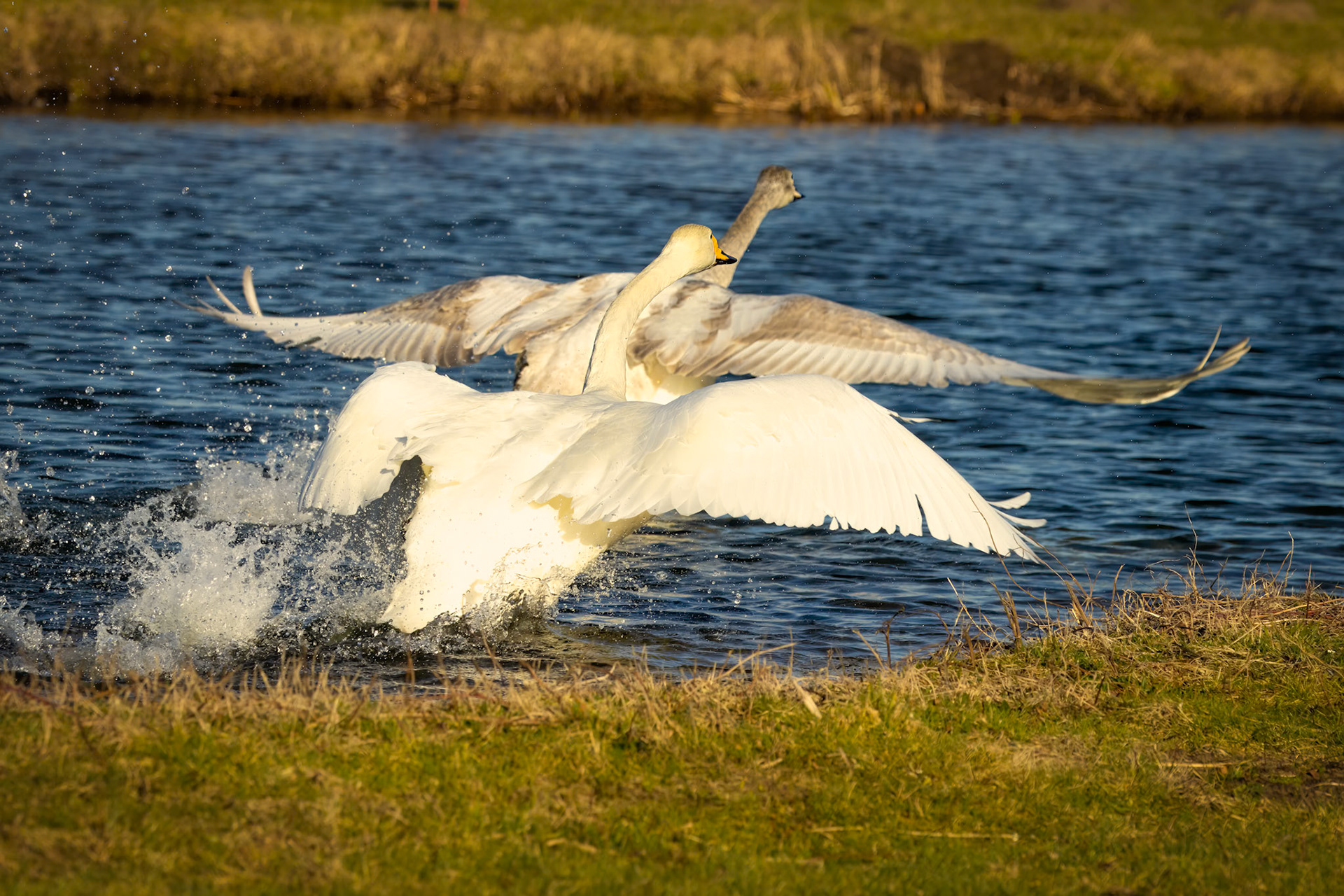wilde zwaan