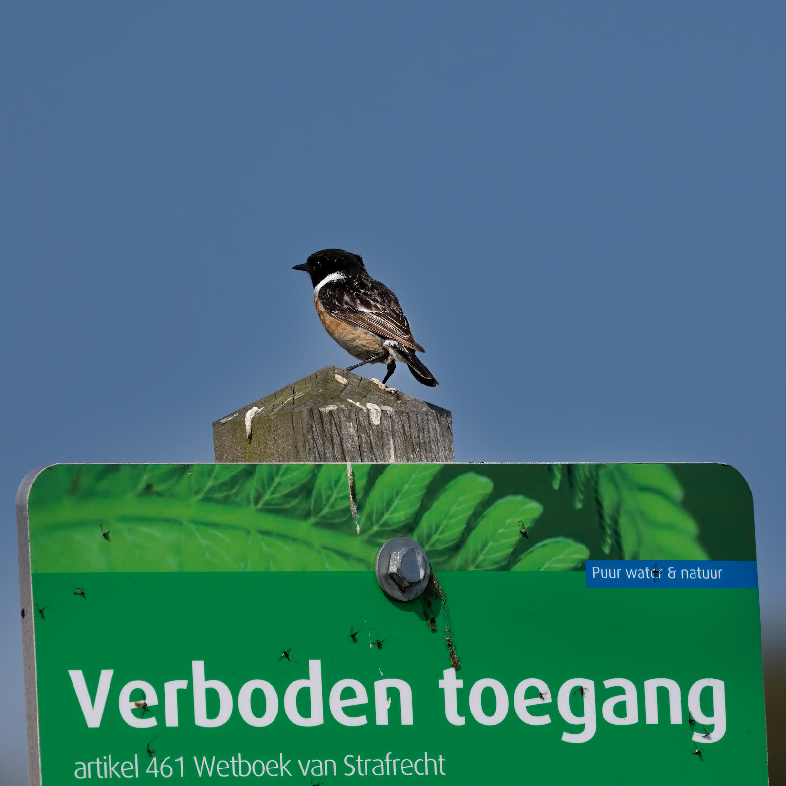 roodborsttapuit