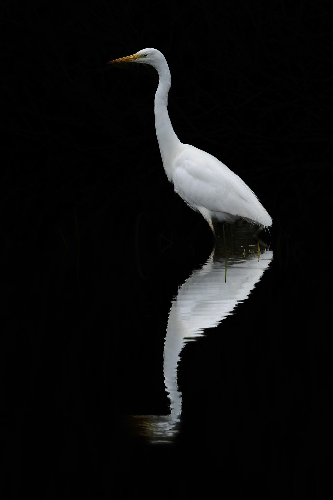 grote zilverreiger