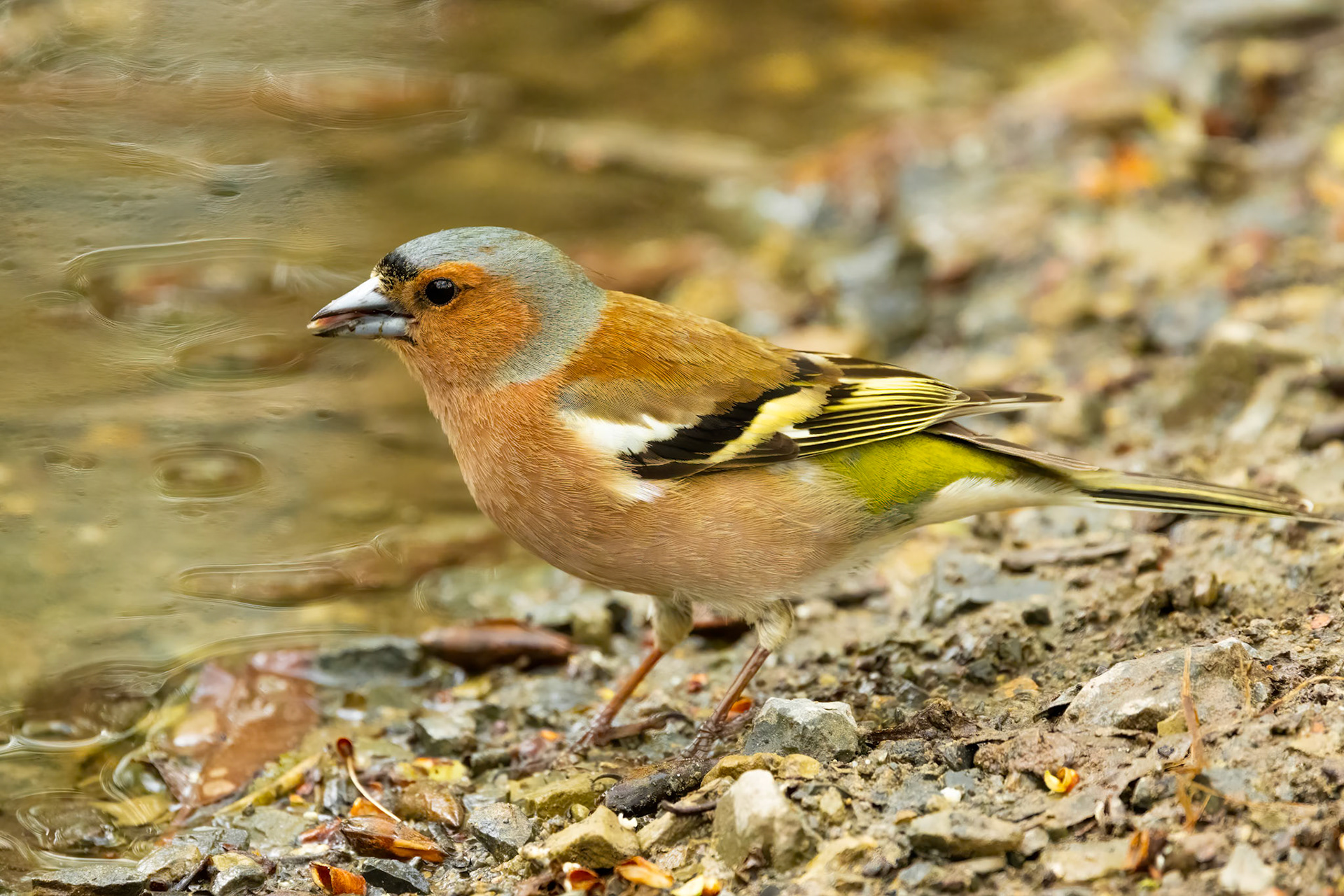 vink
