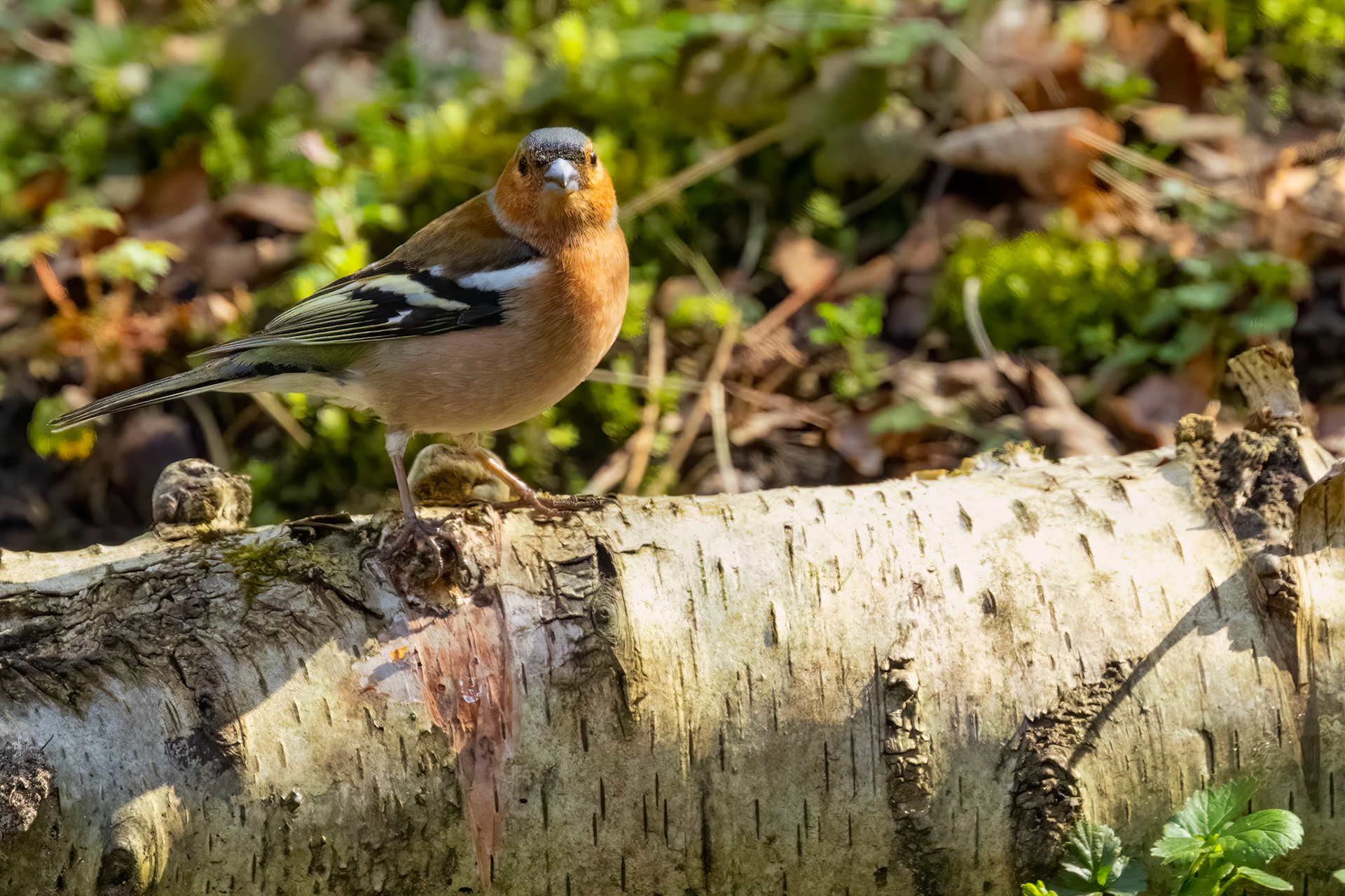 vink