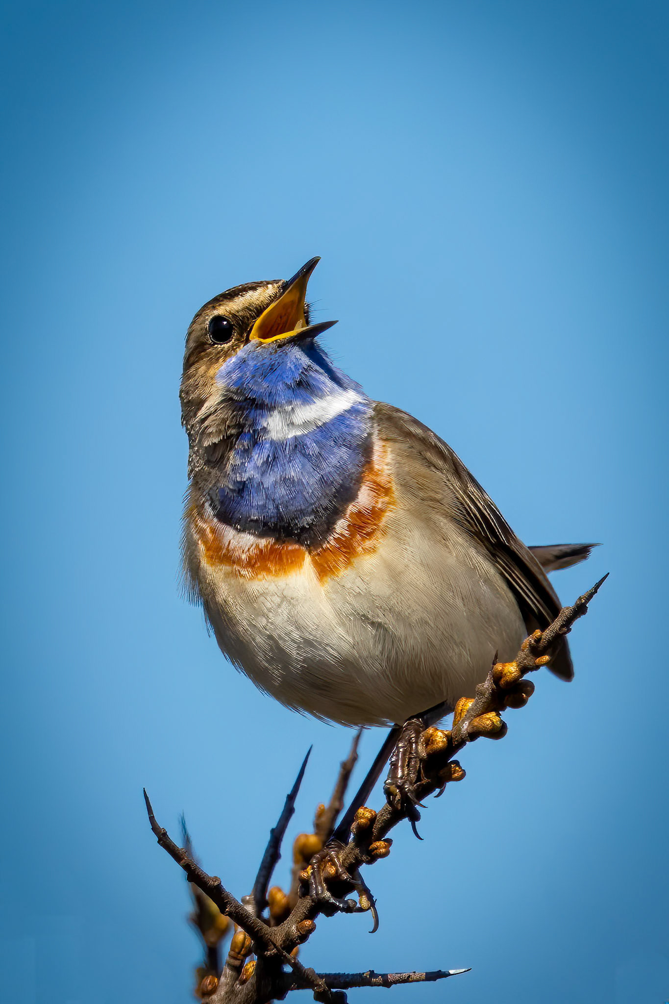blauwborst
