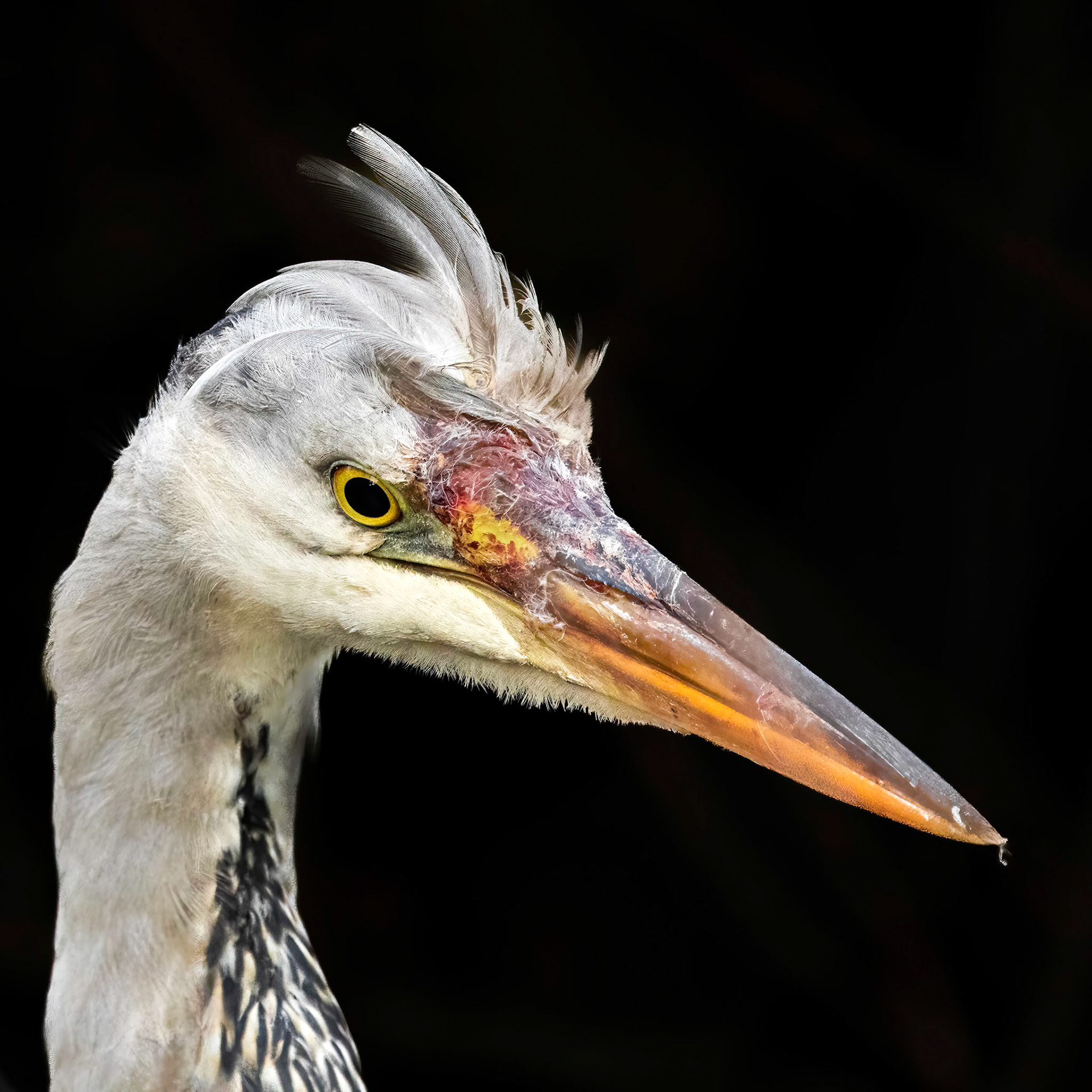 blauwe reiger