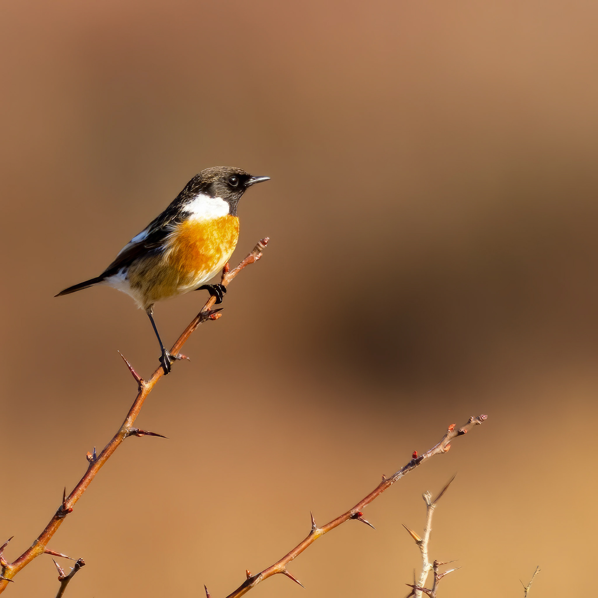 roodborst tapuit