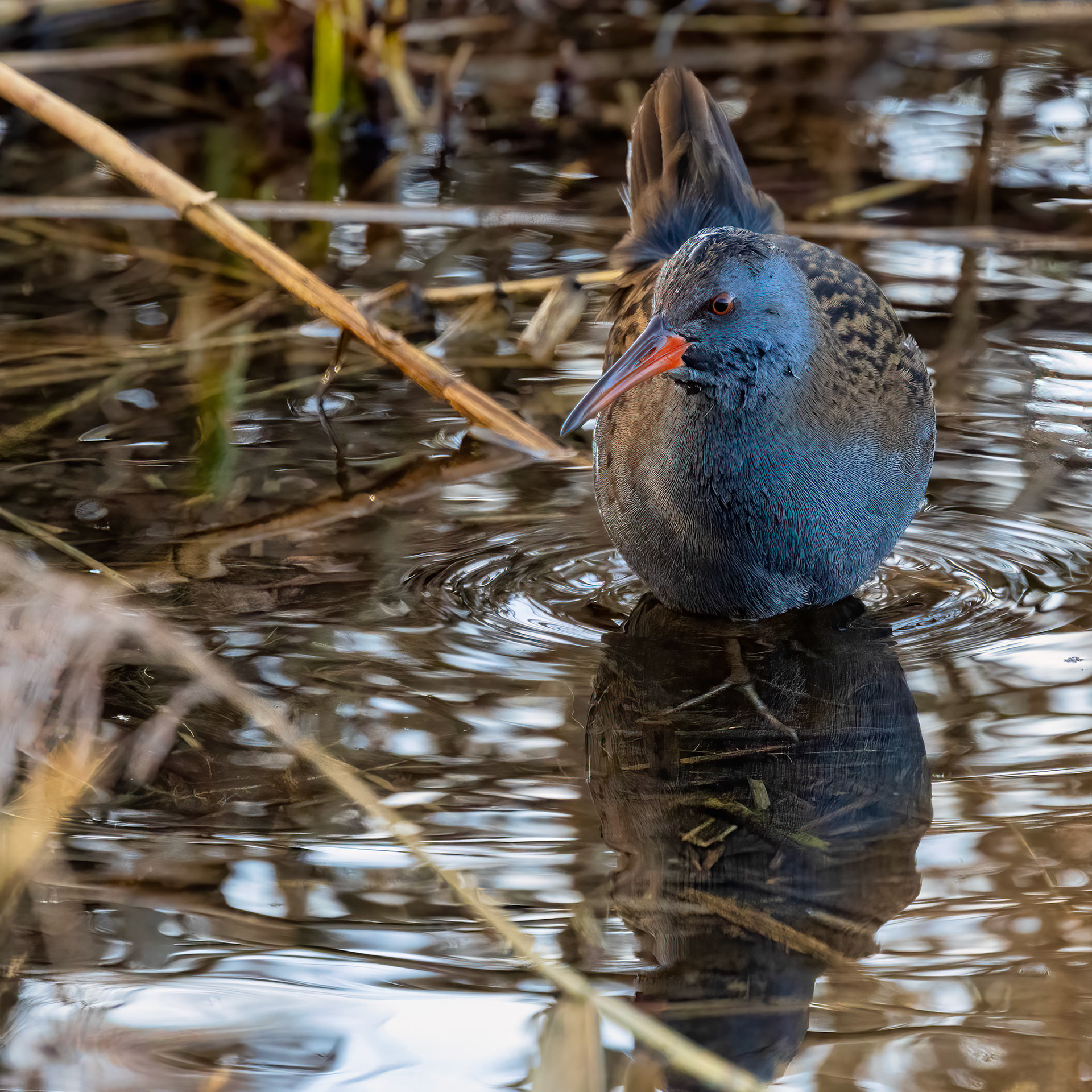 waterral