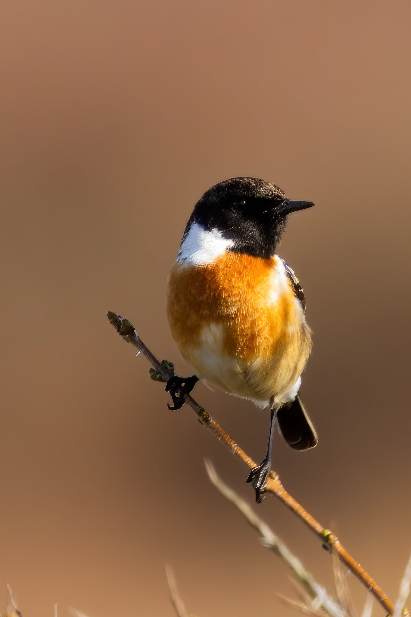 roodborst tapuit