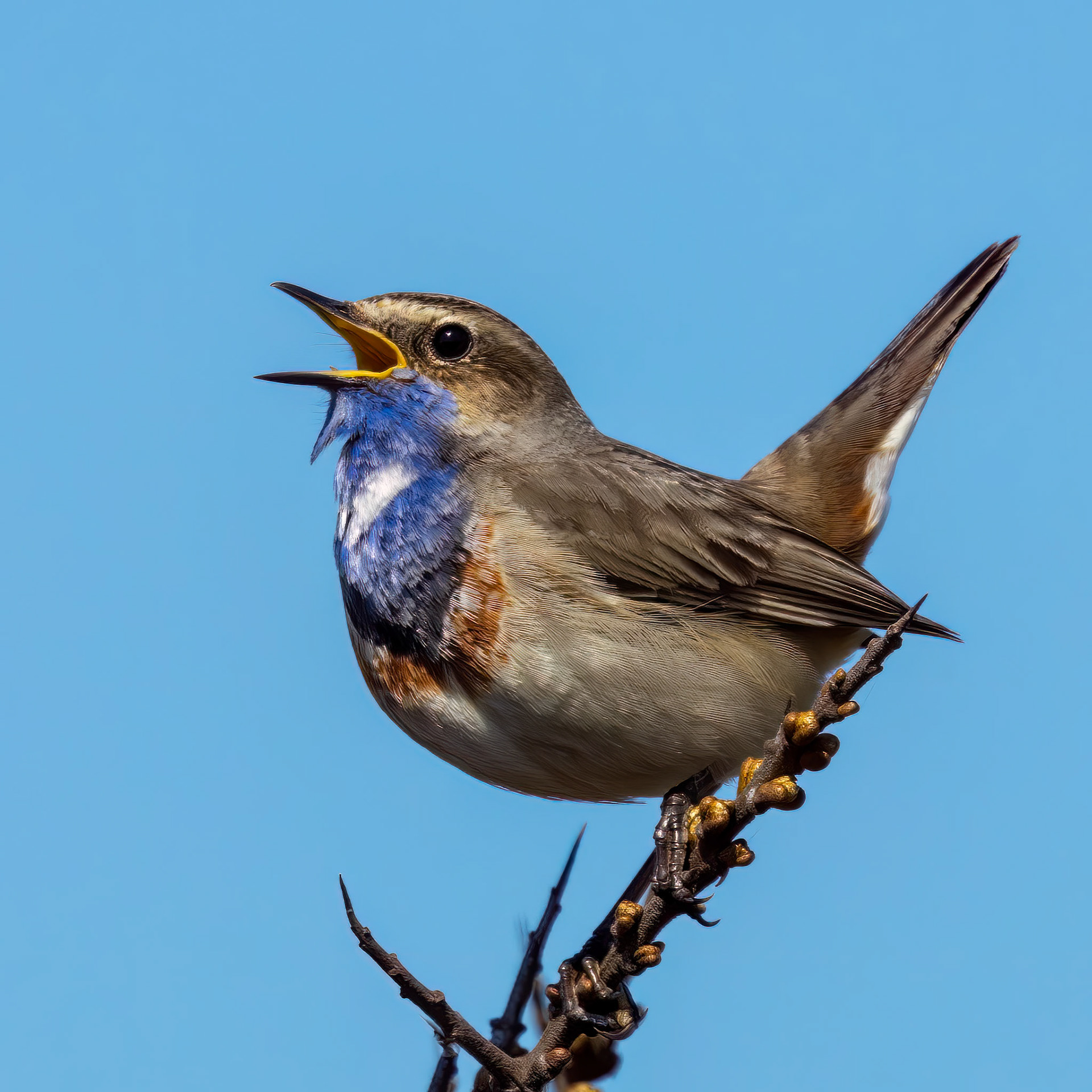 blauwborst