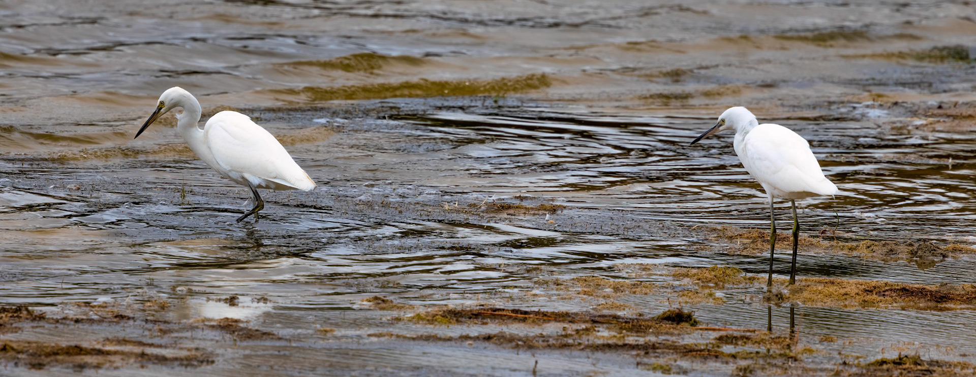 Kleine Zilverreiger