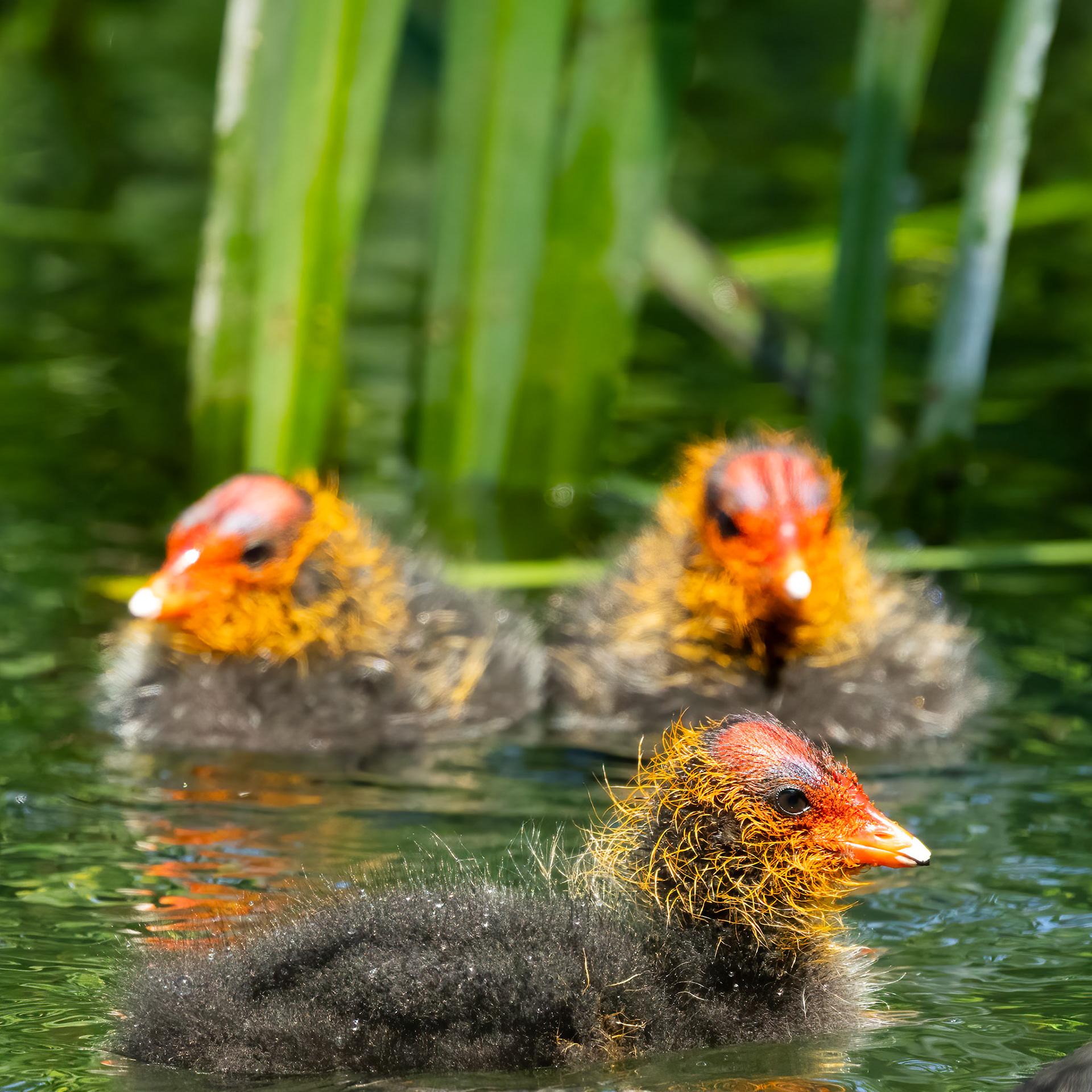 meerkoet (juv)