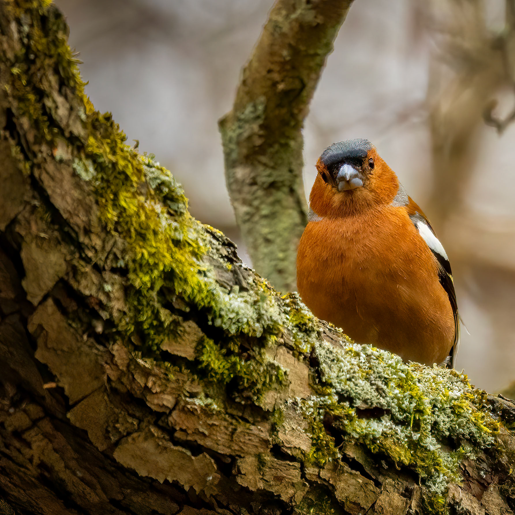 vink