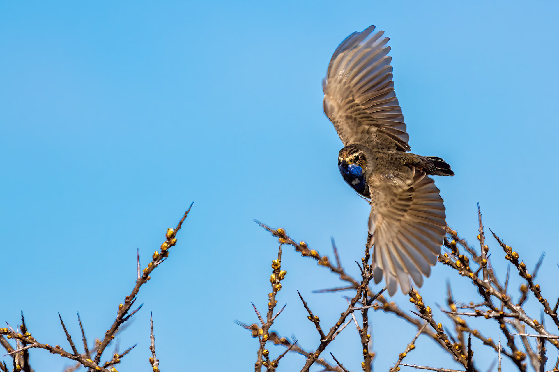 blauwborst