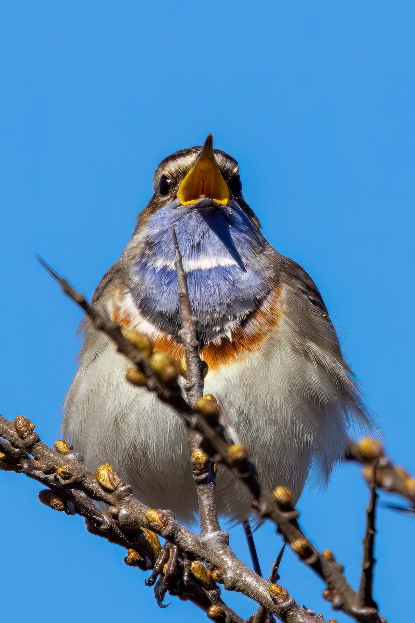 blauwborst