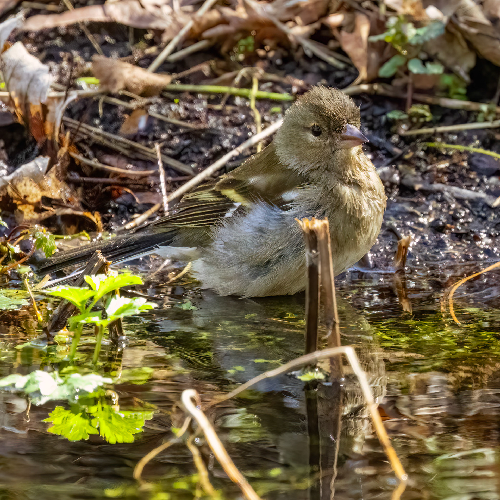 vink