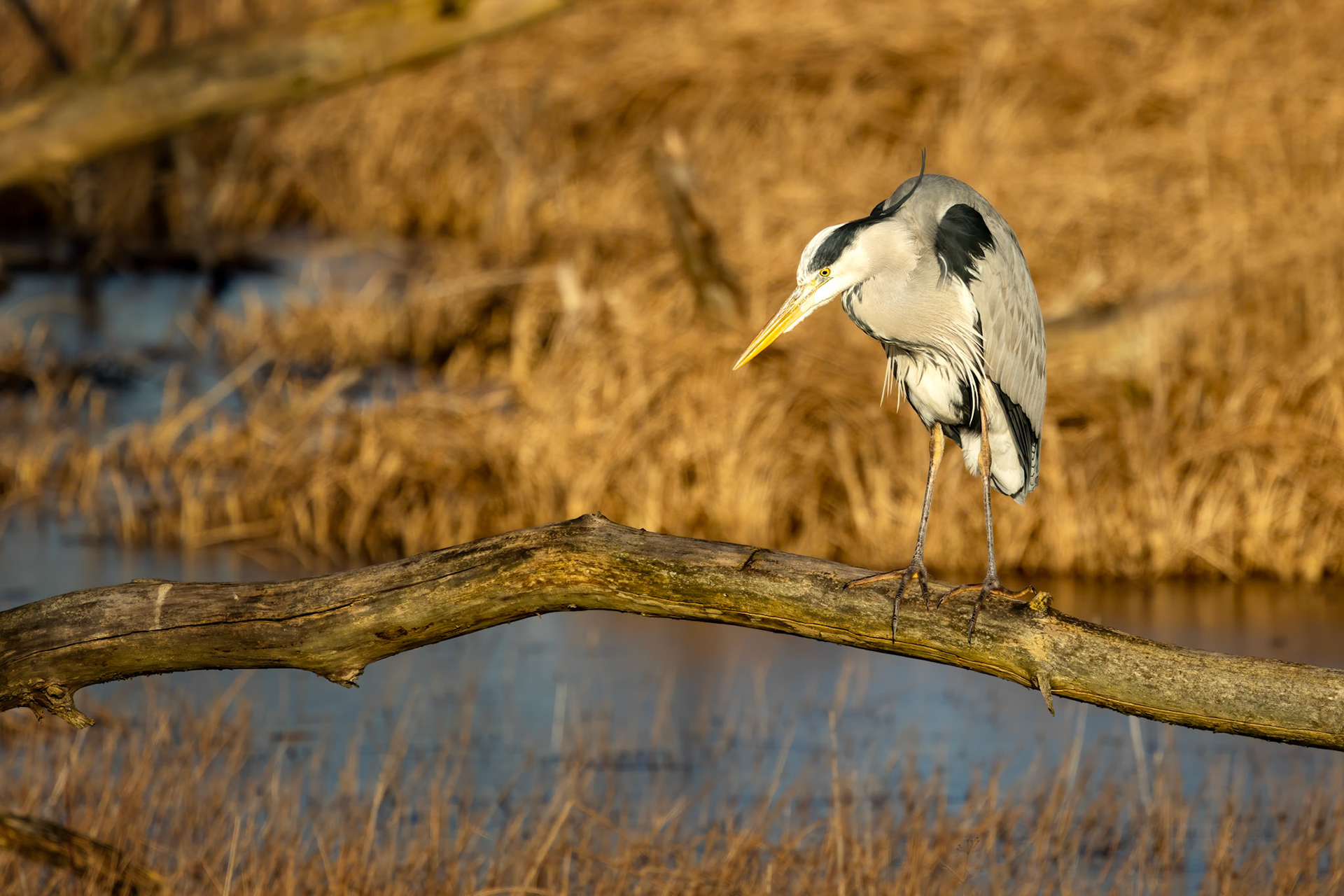 blauwe reiger