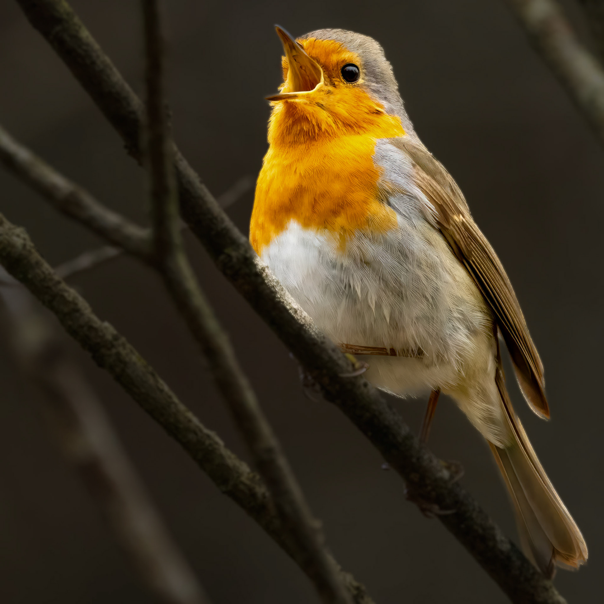 roodborst