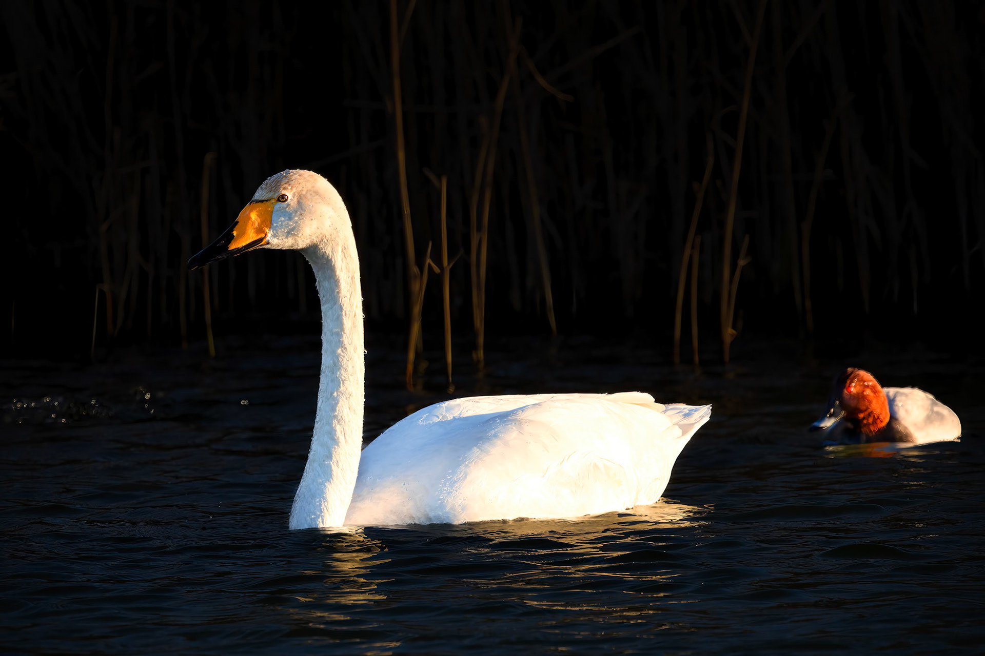 Wilde Zwaan