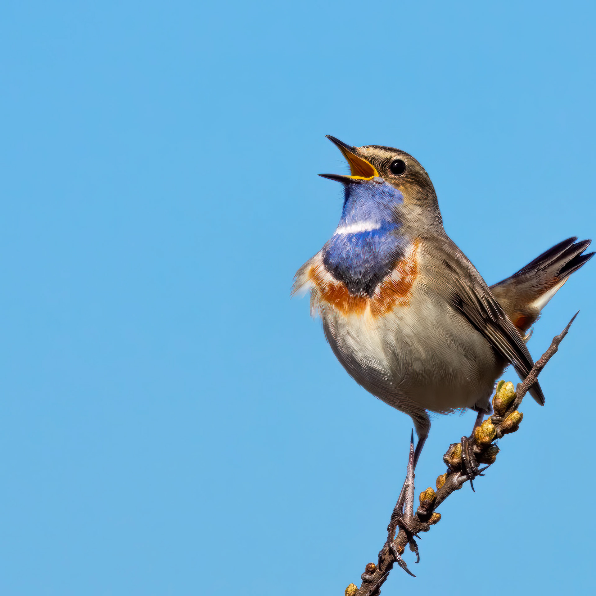 blauwborst