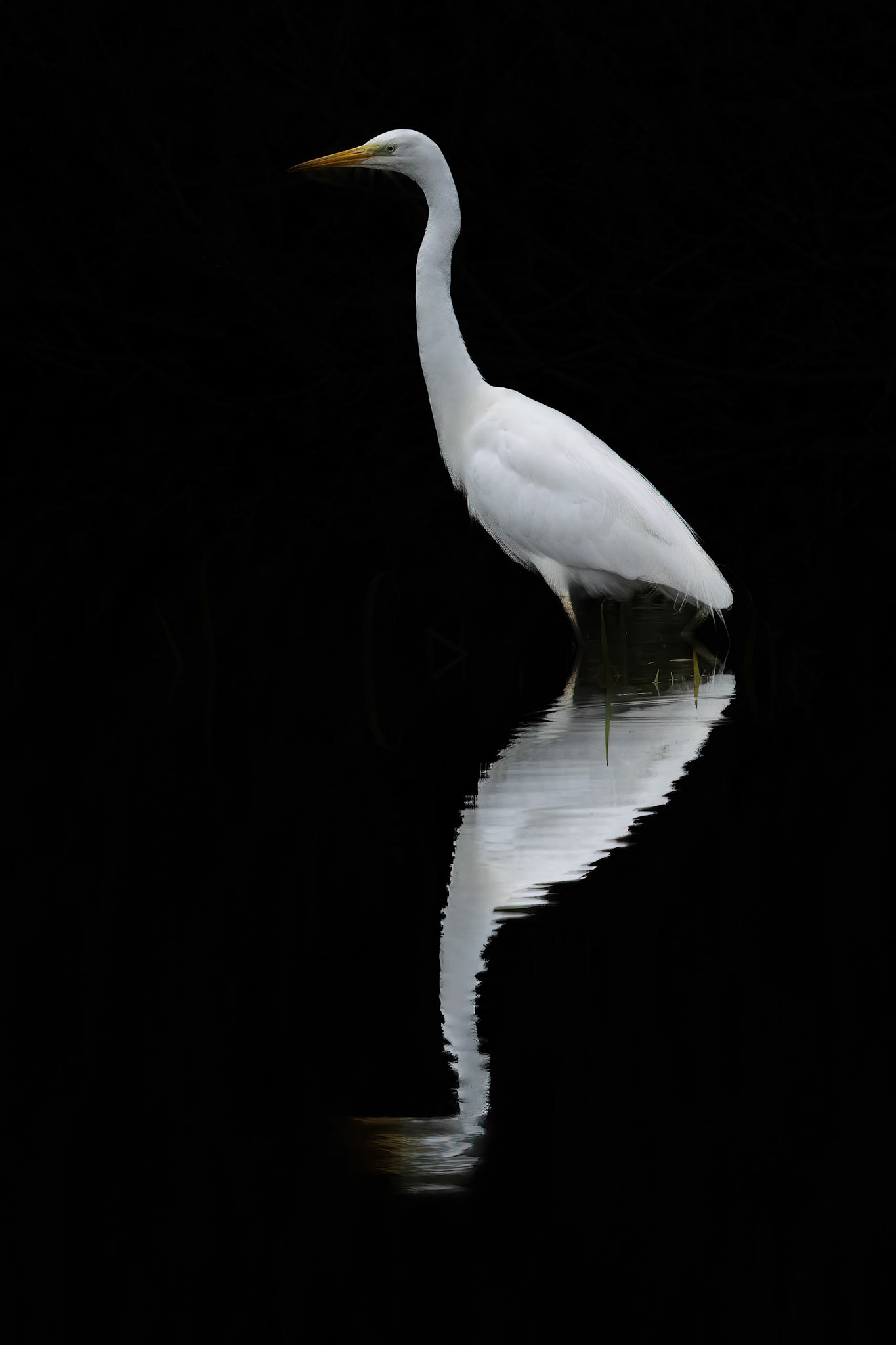 grote zilverreiger