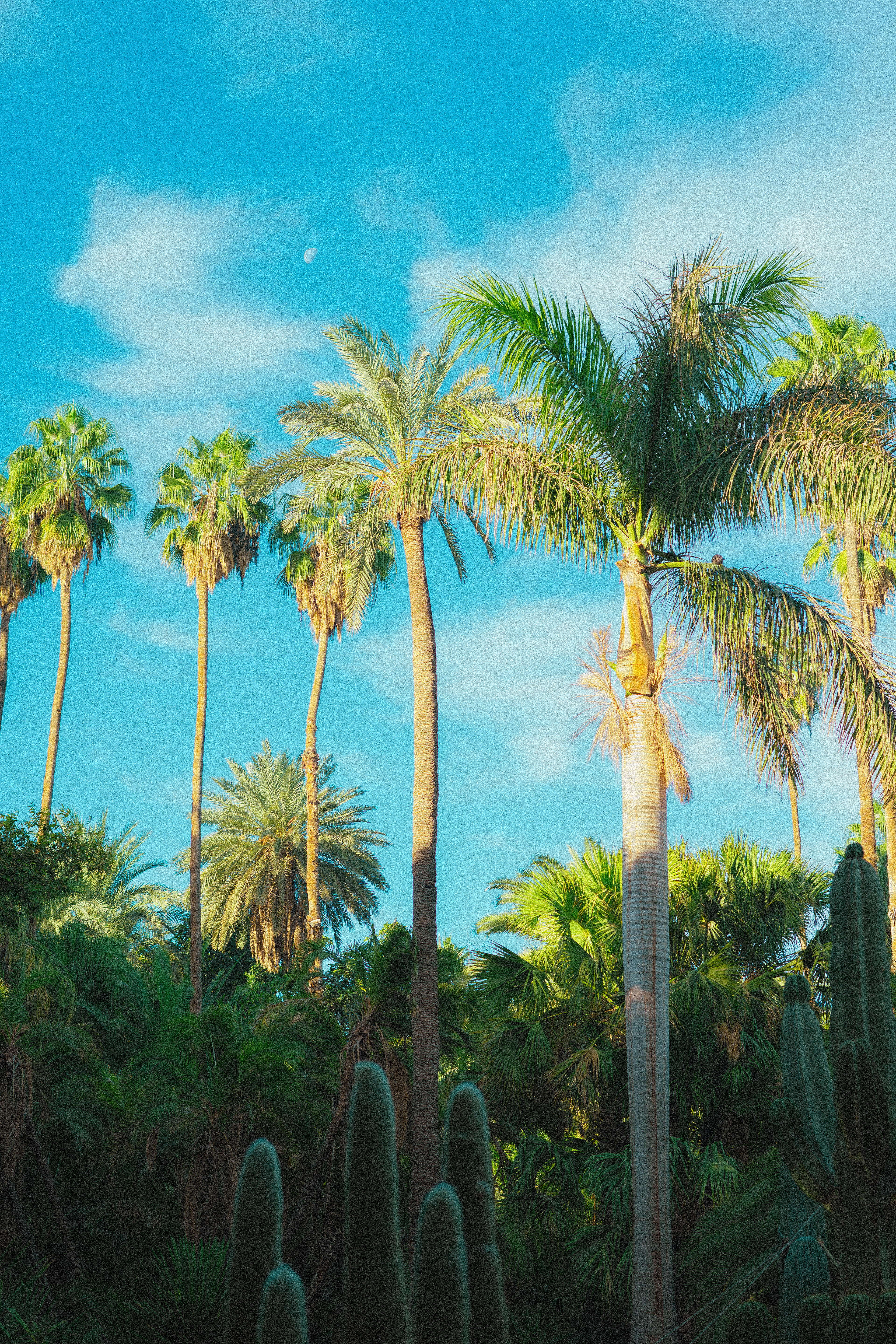 Morocco Jardin in Marrakesh