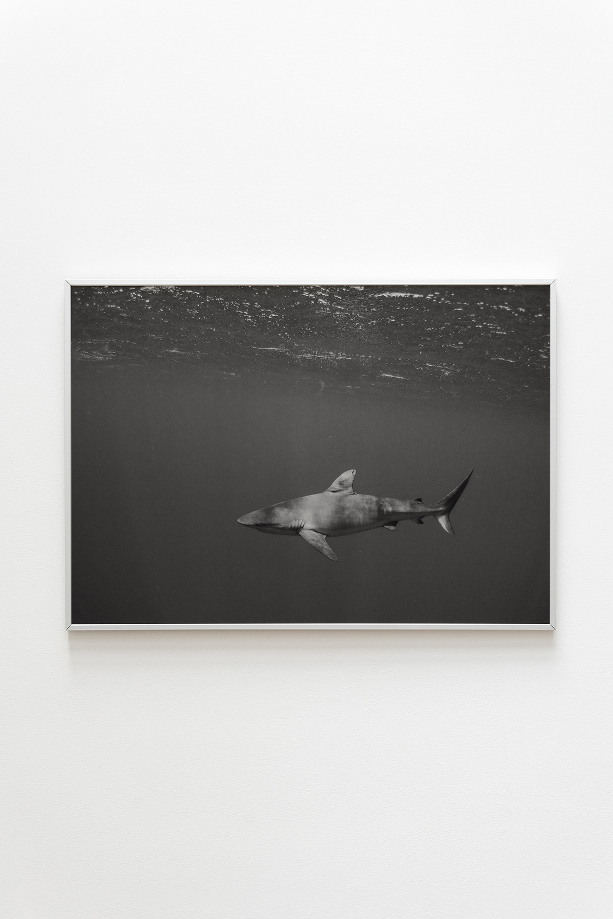 Nr•26 / Fish