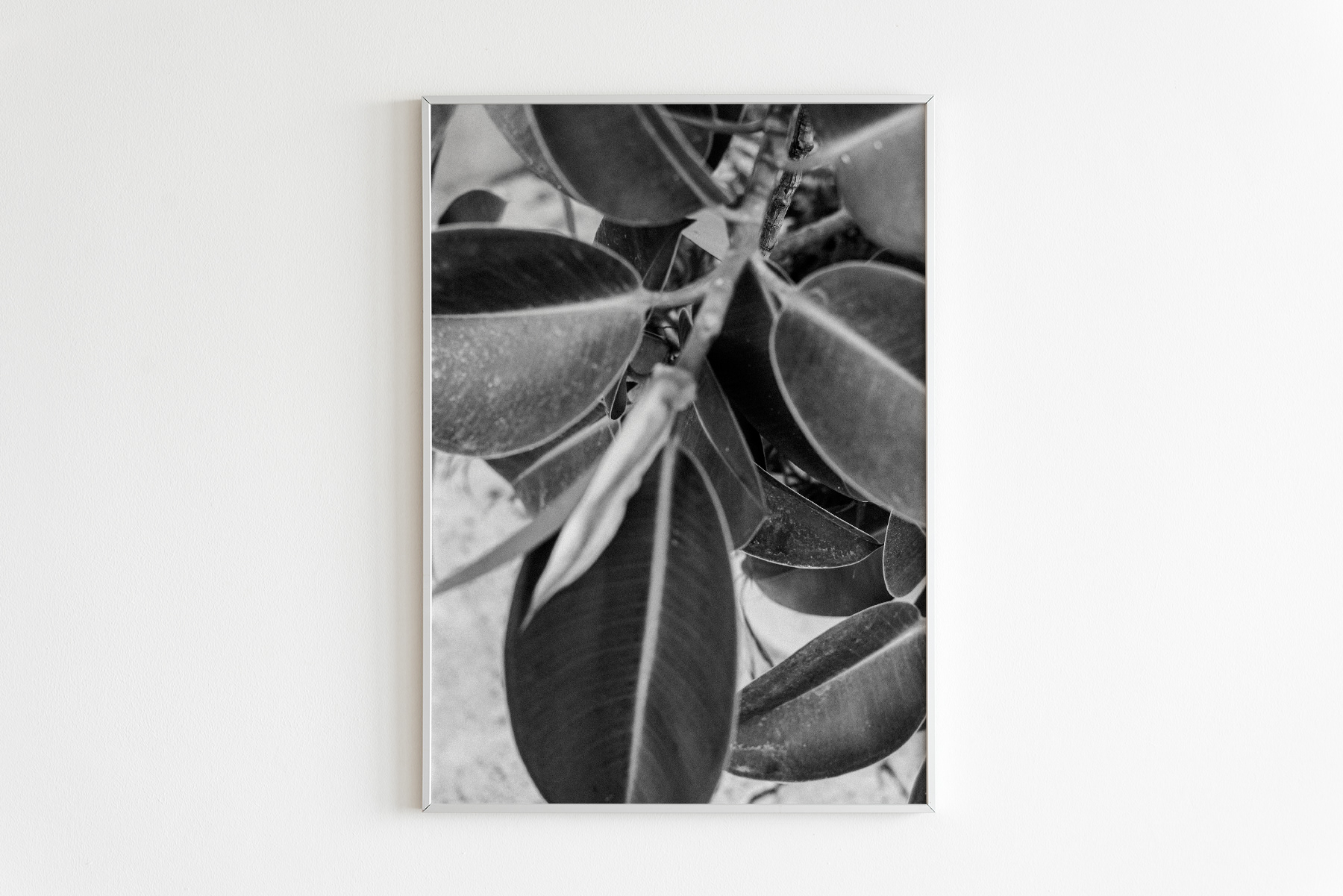 Nr•7 / Tropicana