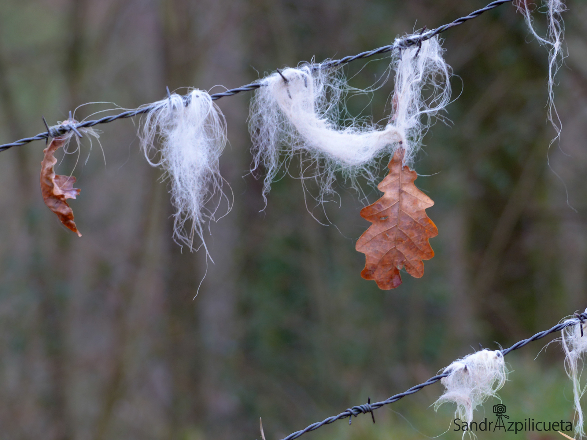 La lana entre espinas