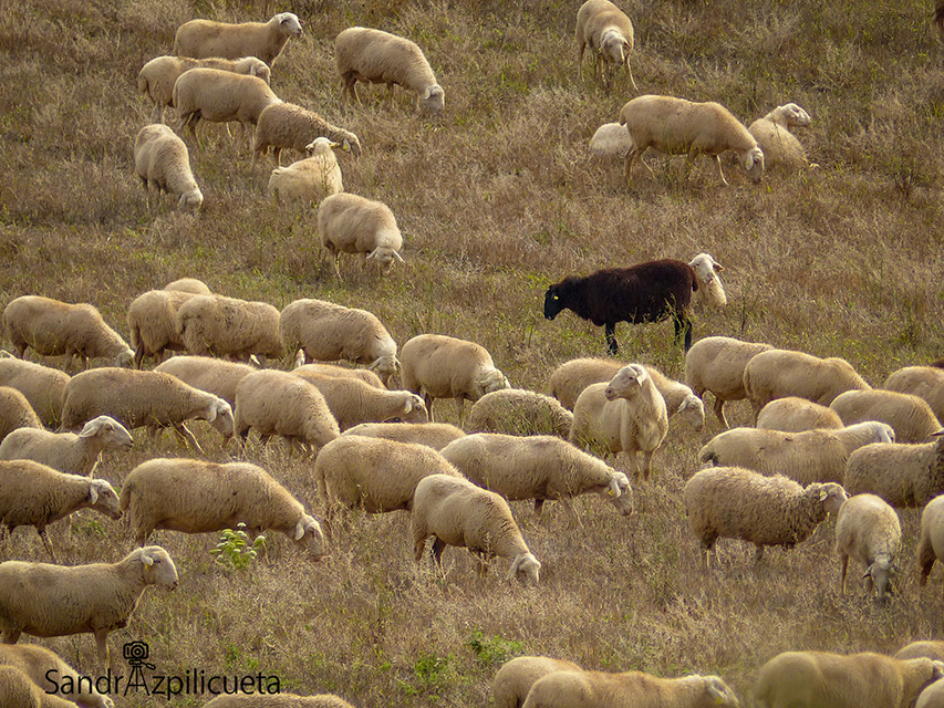 ¡Siempre hay una oveja negra!